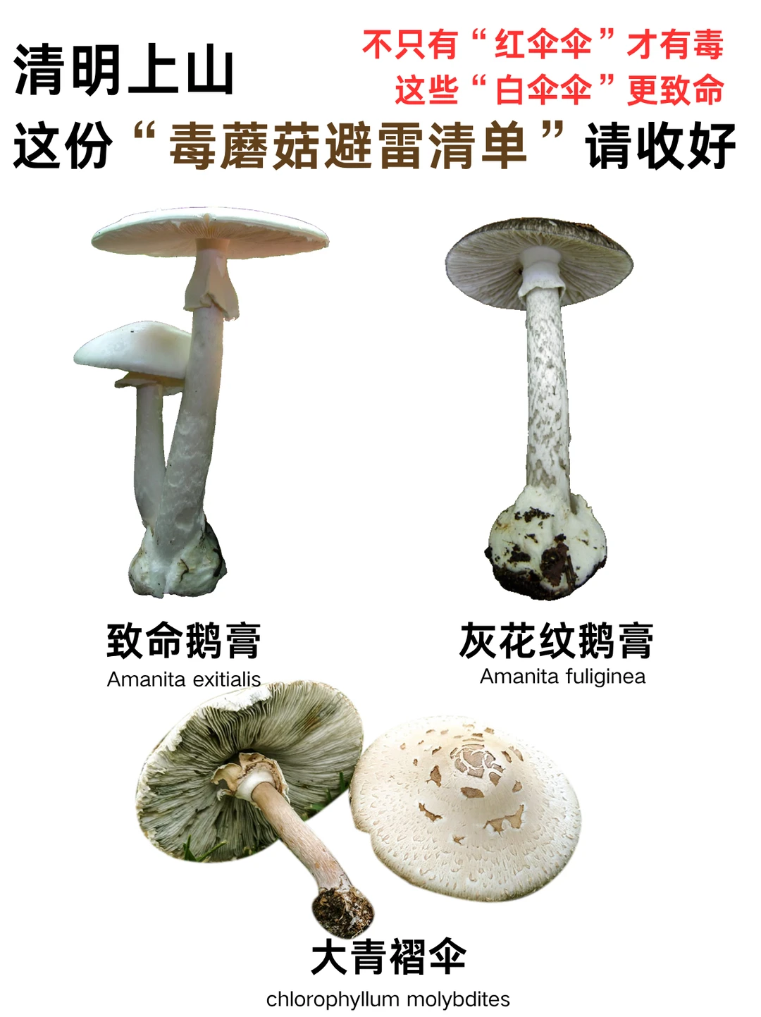 比红伞伞更毒！清明前后这些蘑菇正在疯长