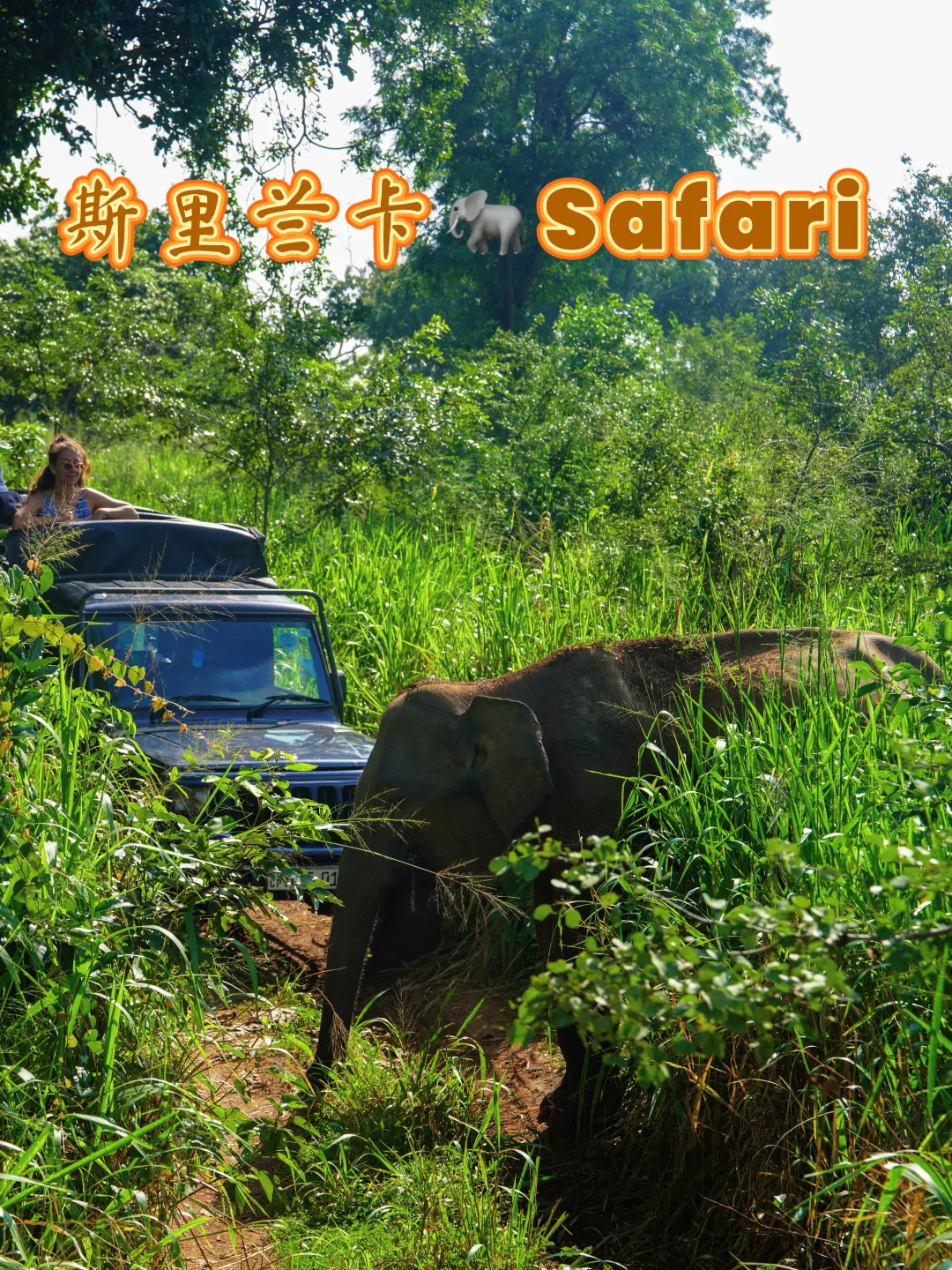 在斯里兰卡，和大象最近的一次相遇