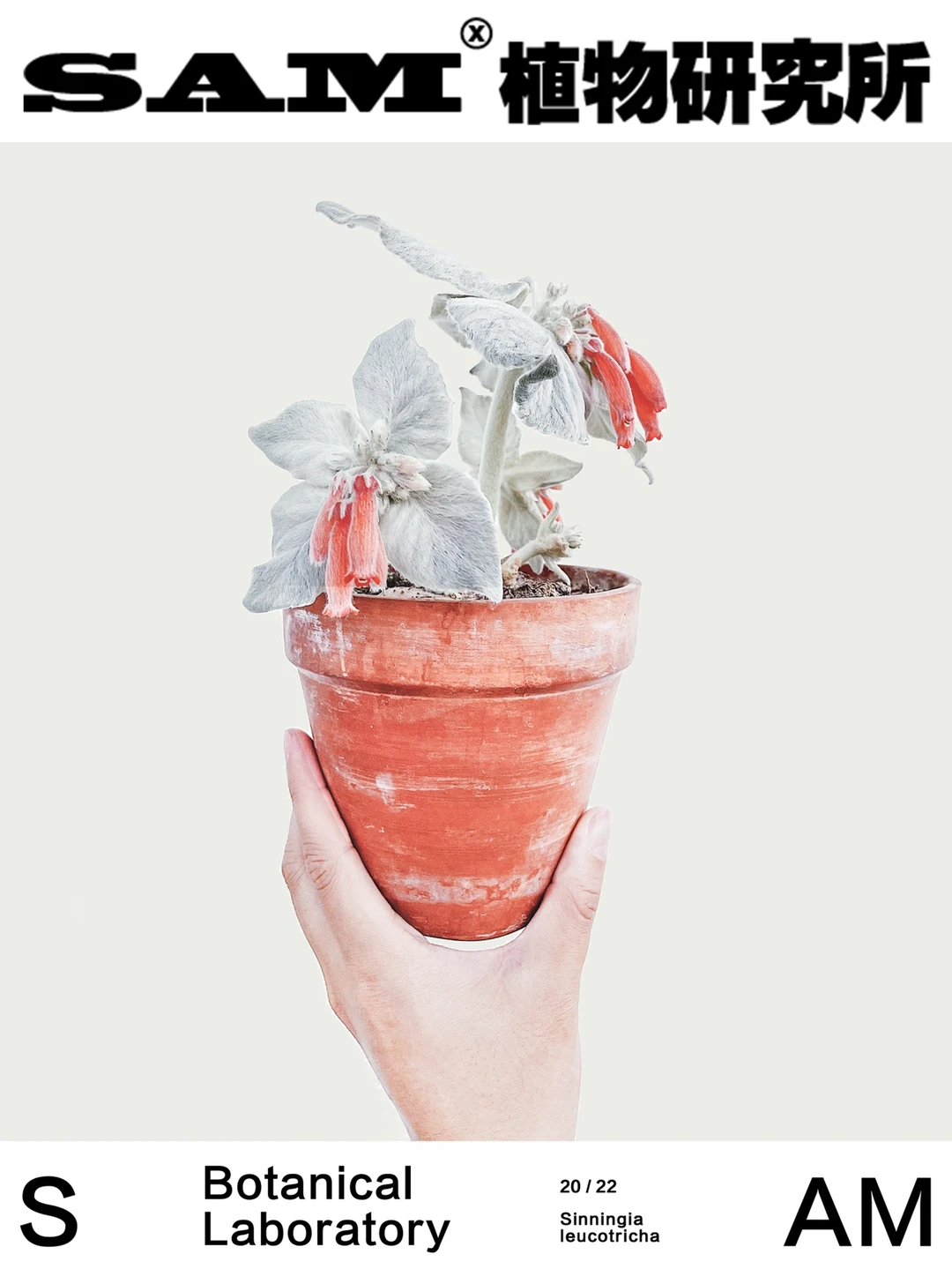 断崖女王｜Sinningia leucotricha