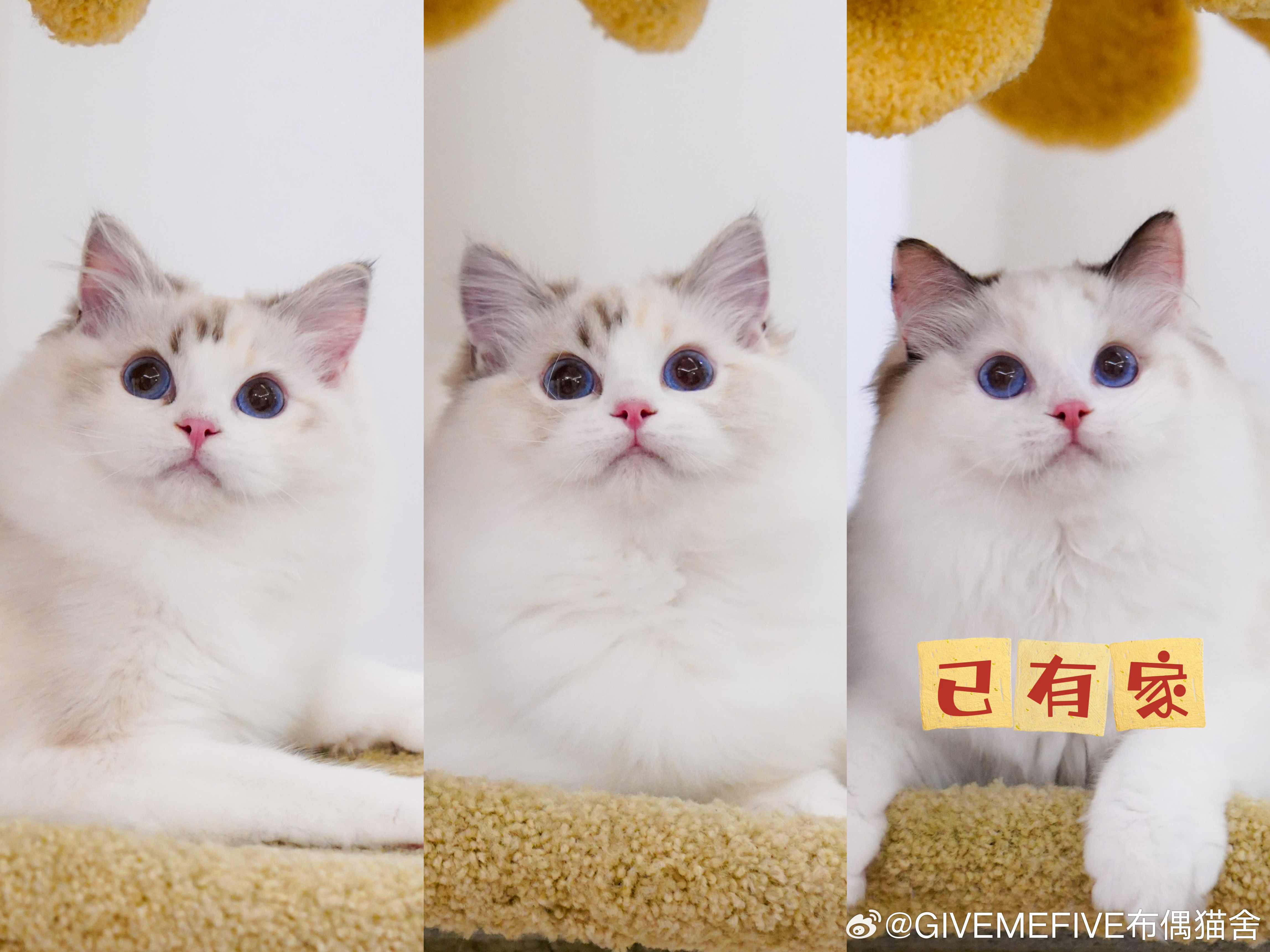 更新一下目前几个找🏠的崽崽，如果有感兴趣的小猫可以咨询我看更多照片视频，所见即所得

✨疫苗：三针妙三多猫三联疫苗
✨驱虫：大宠爱/爱沃克外驱，海乐妙内驱
✨体检：触诊，血常规，抗体滴度测试
✨绝育：手术及术后消炎镇痛
✨随行物品：过渡粮，疫苗本，常备药，玩具，航空箱（冬天会增加一个 ​