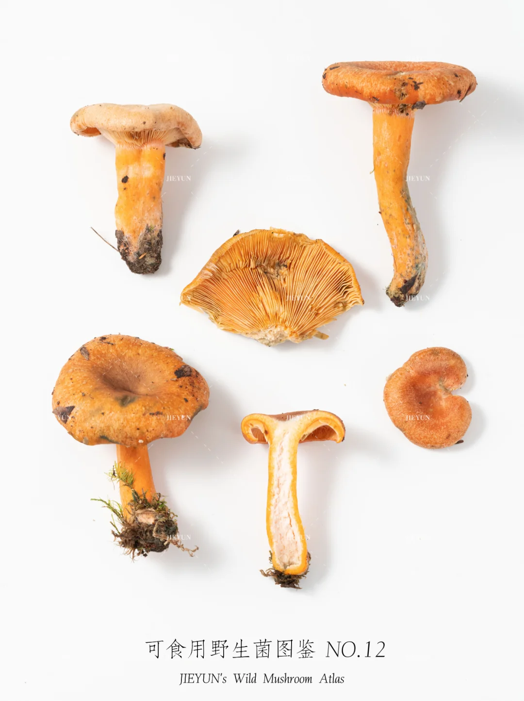 可食用野生菌图鉴NO.12 | 谷熟菌