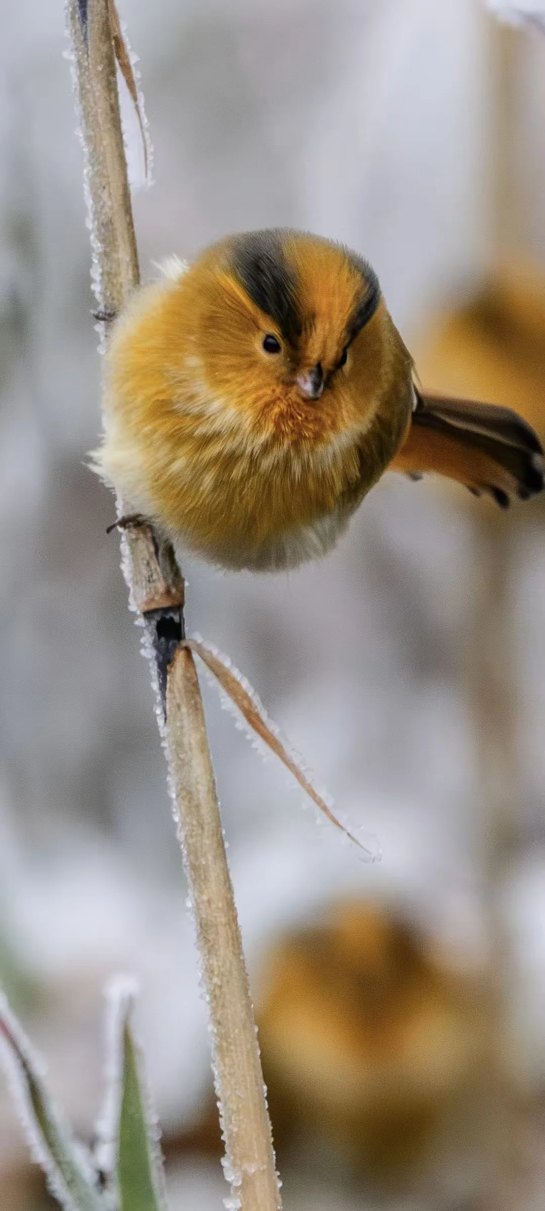 瓦屋雪景，还有可爱的黄额鸦雀鸟！