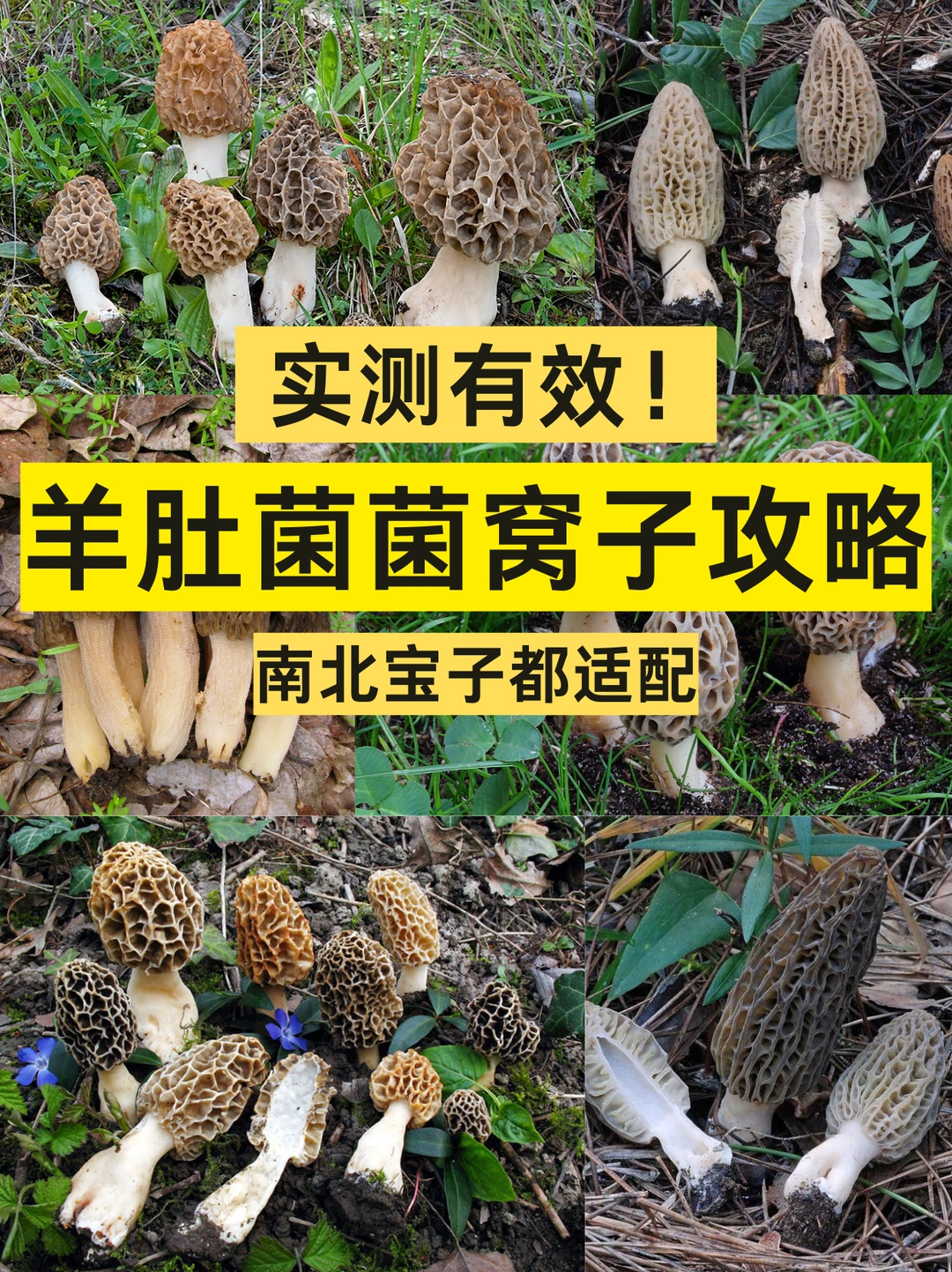 实测有效！羊肚菌菌窝子攻略，南北都适配