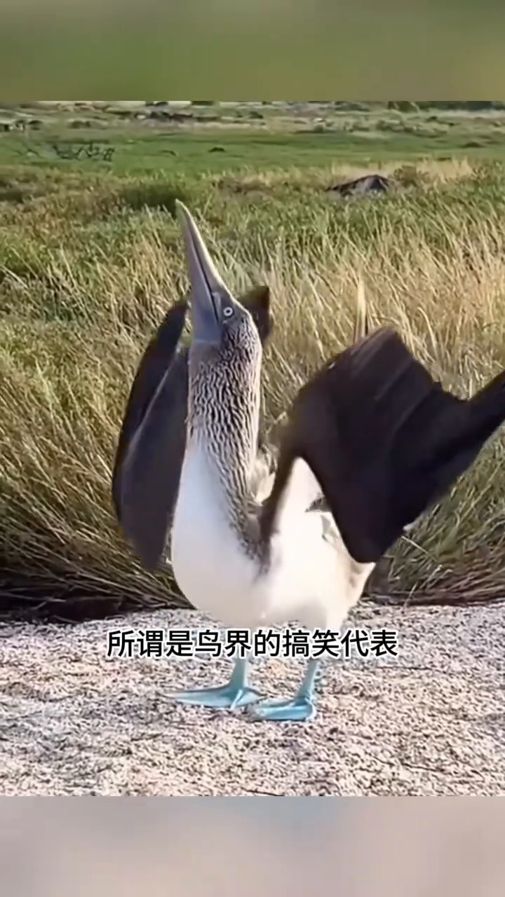 自带蓝拖鞋的呆萌海鸟。
这只脚踩蓝色拖鞋的萌趣小鸟名叫蓝脚鲣鸟，妥妥的鸟界显眼包