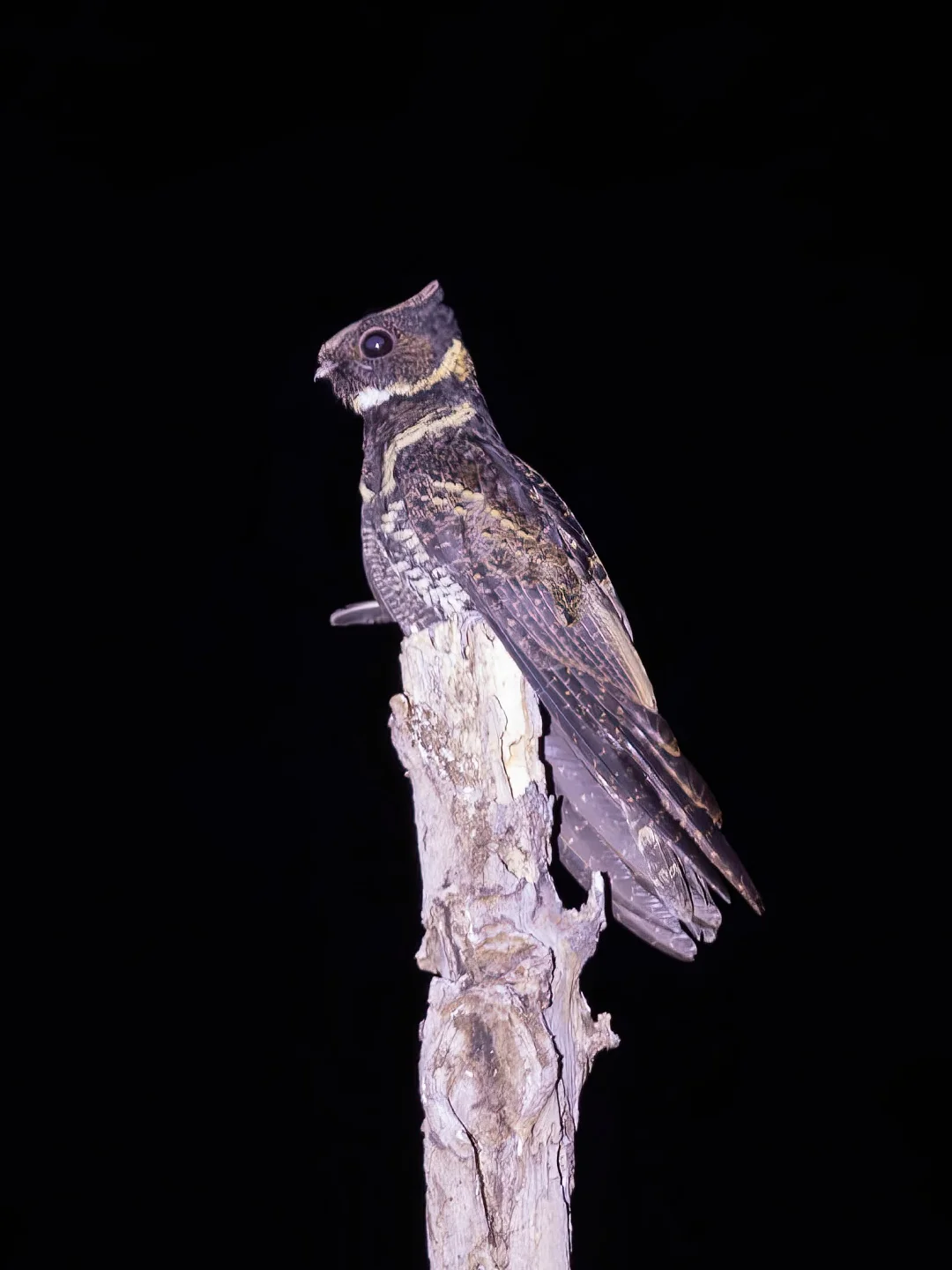 夜里惊现一种长着龙角的鸟！