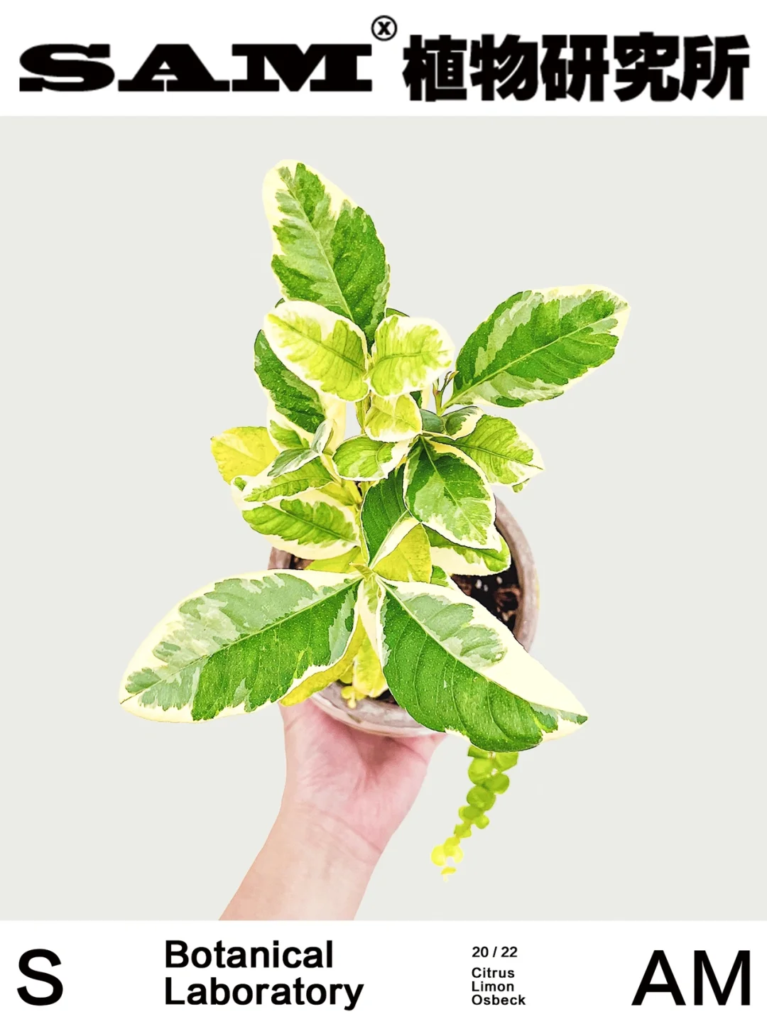 花叶香水柠檬｜Citrus Limon Osbeck