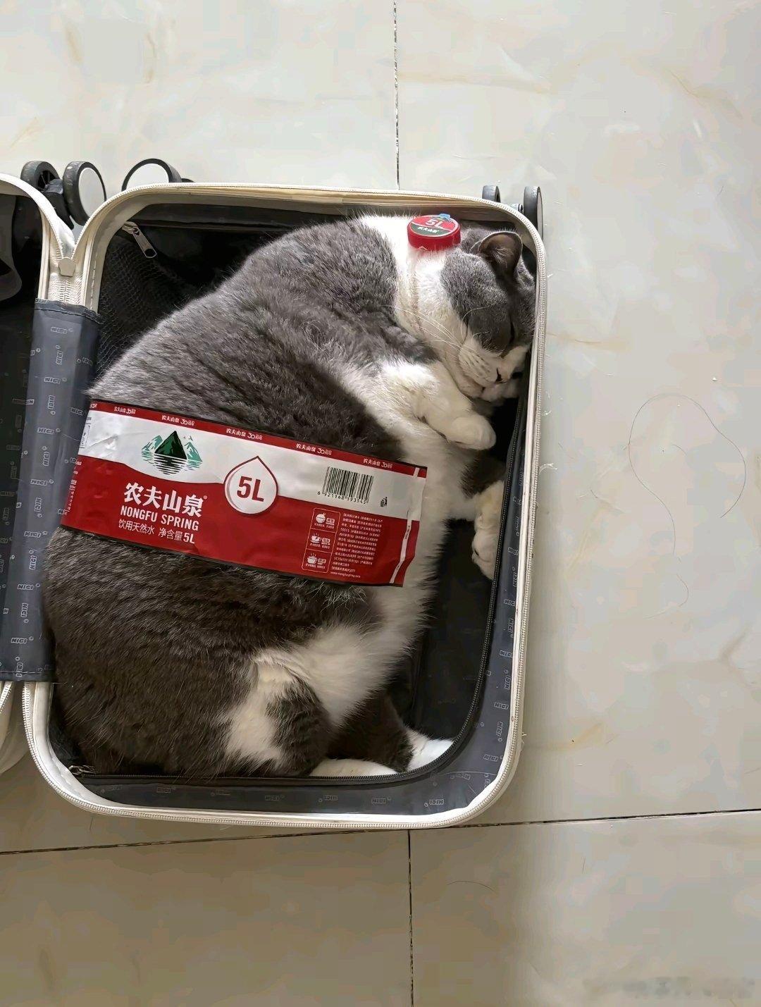 打了四针科兴之后，我就变成低精力人群了[吃瓜][doge] ​​​