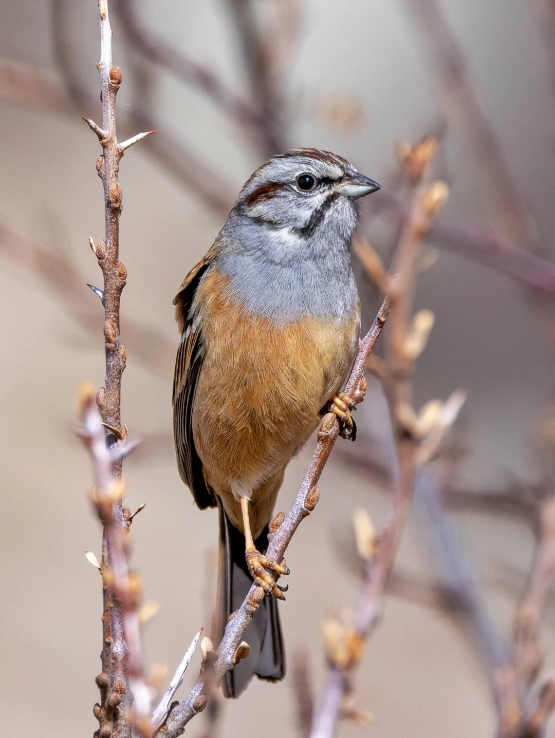 右滑，狂风吹乱我的头发|西南灰眉岩鹀