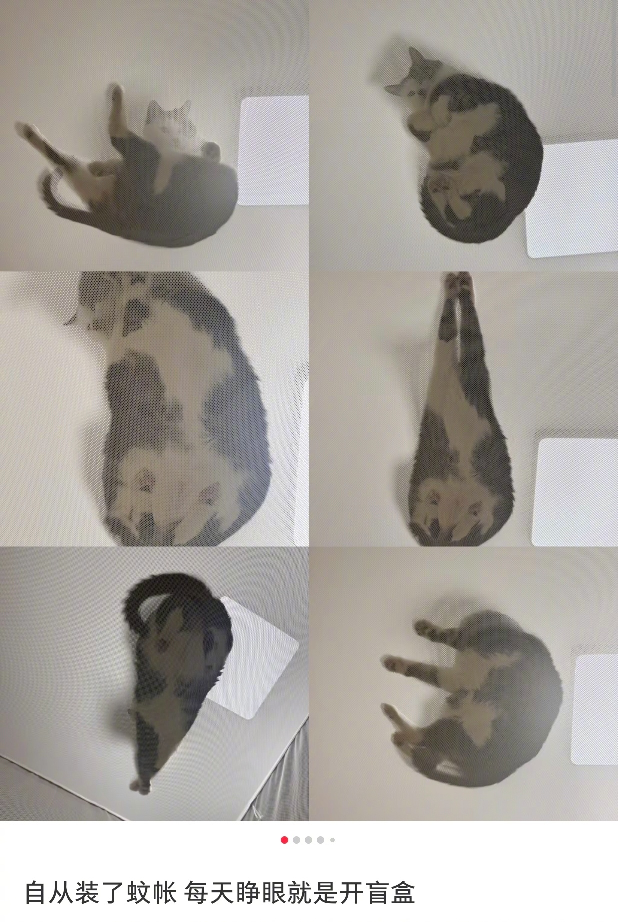 当养猫人装上了蚊帐 每天起床的仪式就是开盲盒    ​​​