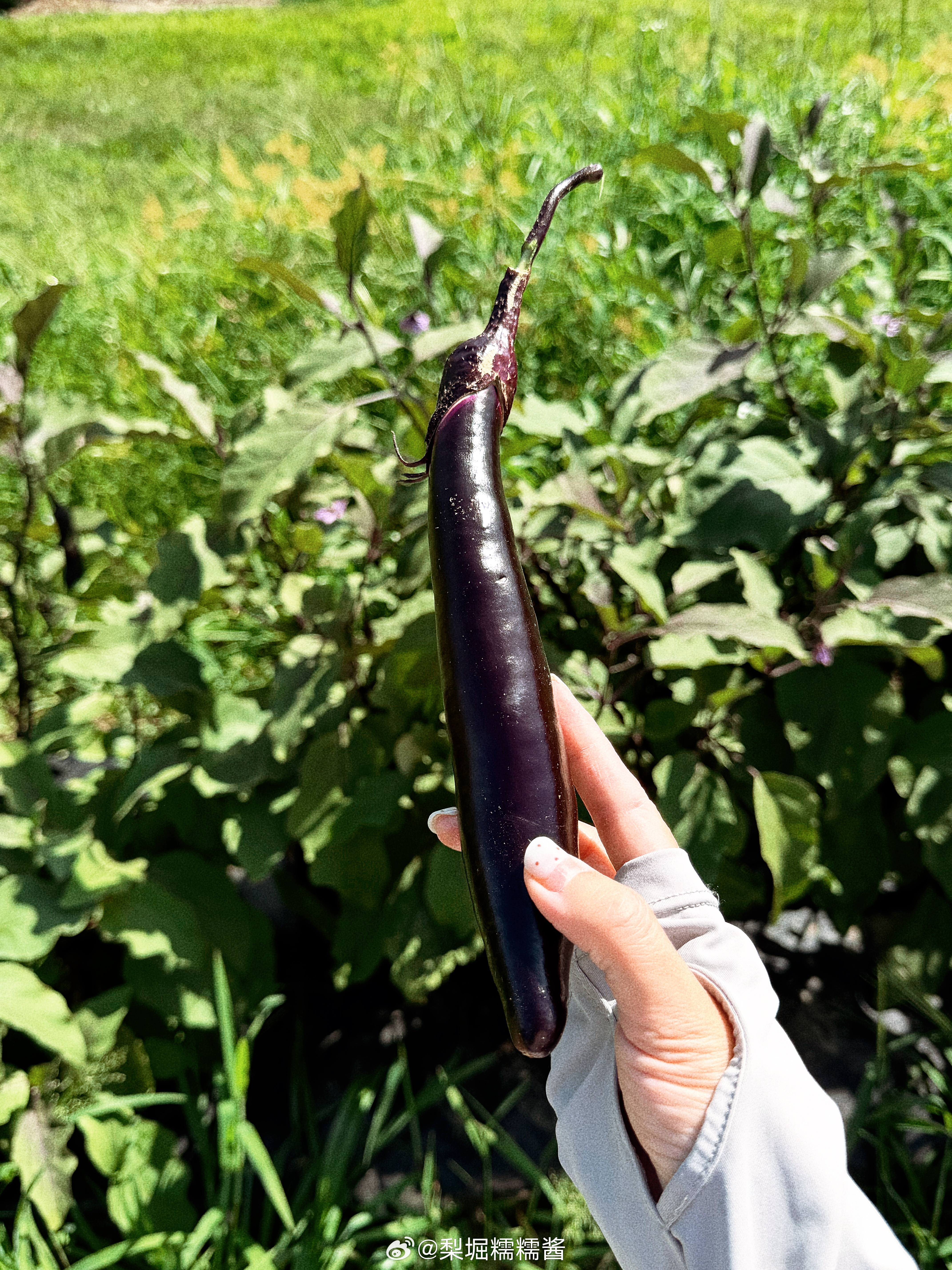 农场一天🍑🍆🍅🥒🫑同时体验了摘桃和采蔬菜 很好很好👌🏻给生活加点flow夏天就要带娃野 ​​​