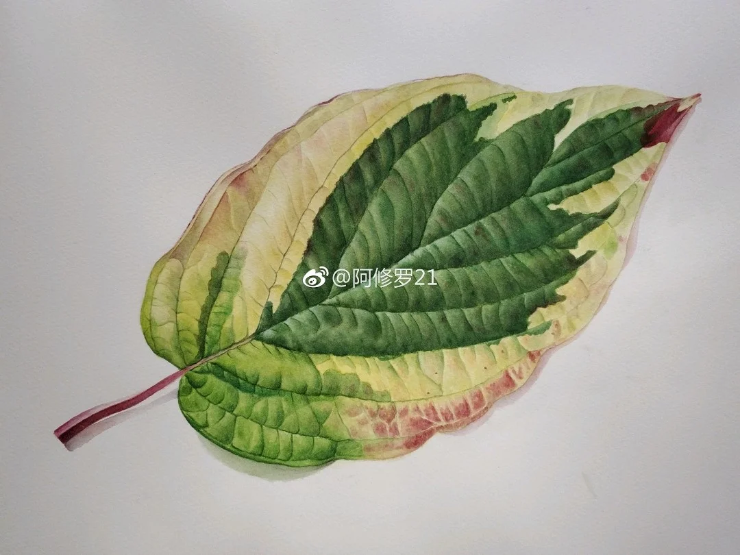 临摹木卮的树叶。