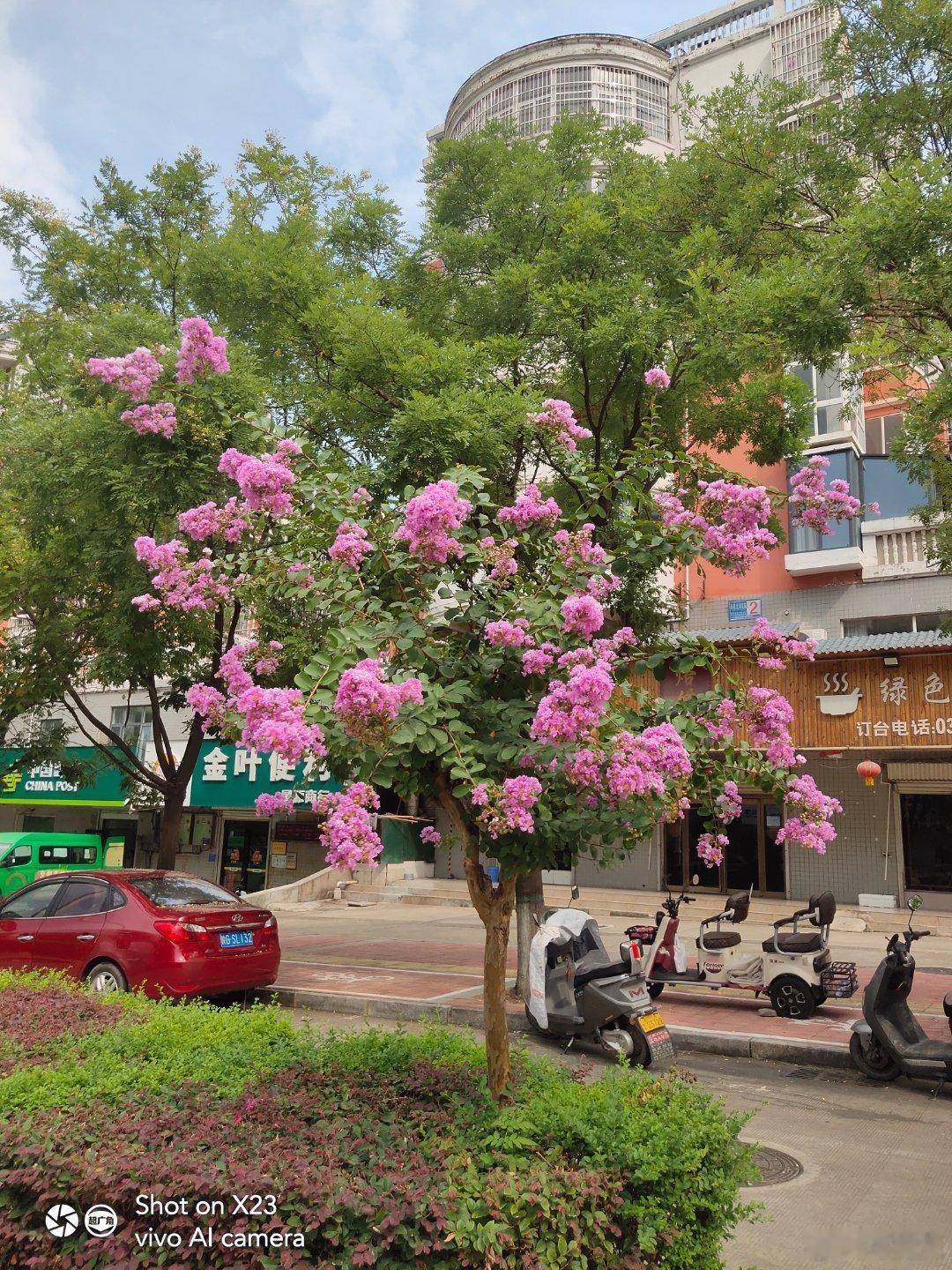 #vivo[超话]##vivo超话# 木槿花的树很高，开的花也很漂亮，这是一棵开满花的树 ​