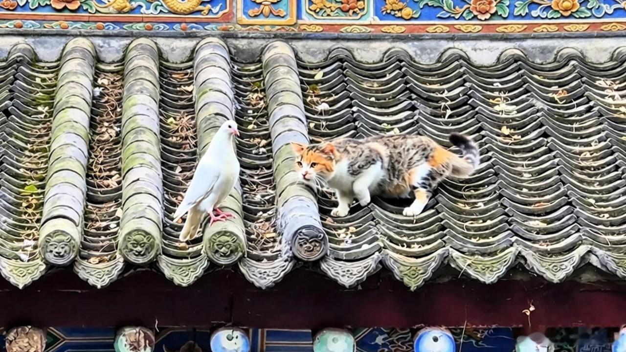 #大兴善寺猫抓鸽子却像老玩伴#
千年古刹大兴善寺又上演有趣一幕，屋檐之上猫咪摆出捕猎架势，弓着身子悄悄靠近鸽子，看着像是要扑上去抓捕，把围观游客都捏了一把汗。可实际完全没有紧张厮杀的场面，一人认真演猎手，一只淡定不逃跑，二者相处得如同相识已久的老玩伴。

猫咪做做扑抓的样子，更多只是 ​