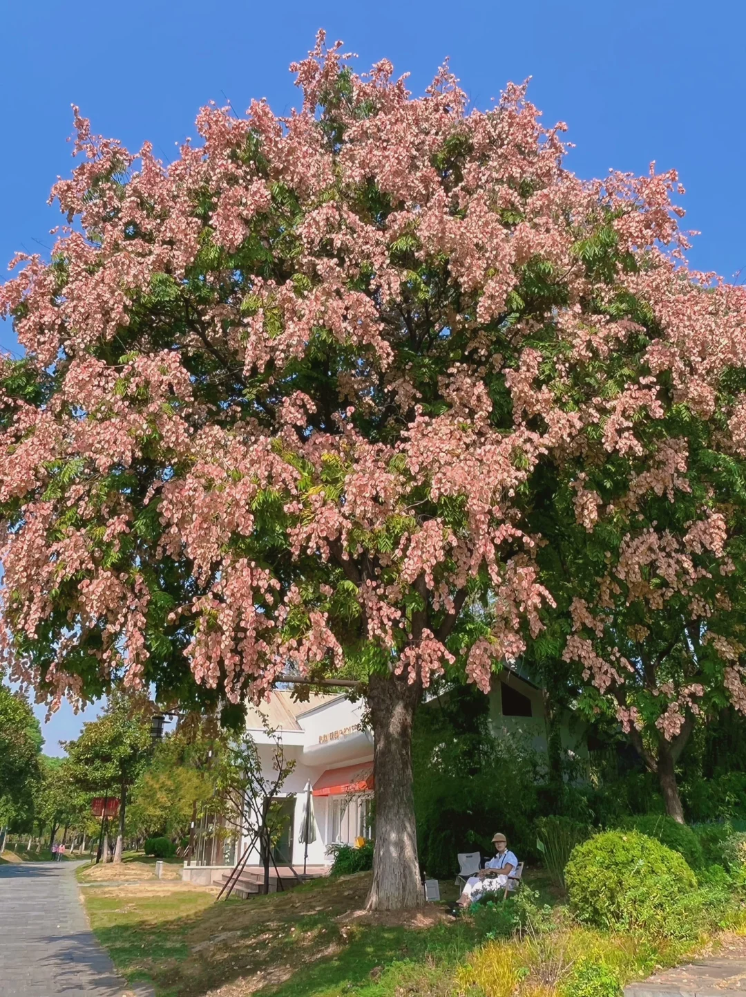 武汉遛娃8️⃣8️⃣站—秋天来栾树下野餐吧🌸