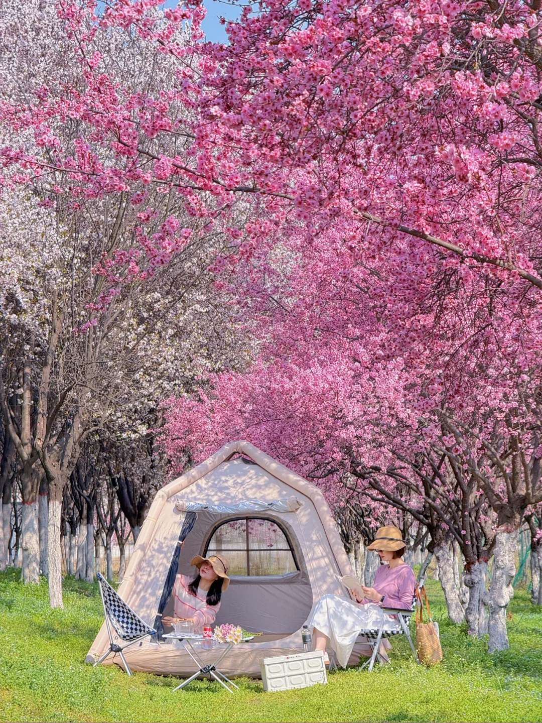 西安这片花海刚开🌸这露营地太童话了吧❗️