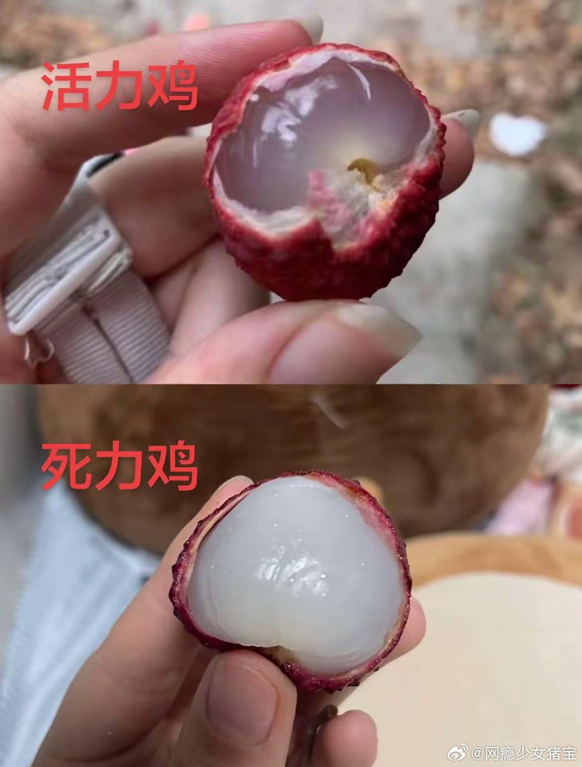 死荔枝 有机会一定要来南方吃现摘的哇，北方的你会感觉之前得都白吃了，你...