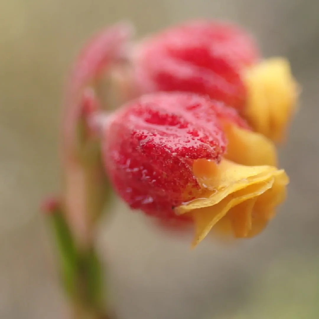 南非神奇野花Hermannia concinnifolia