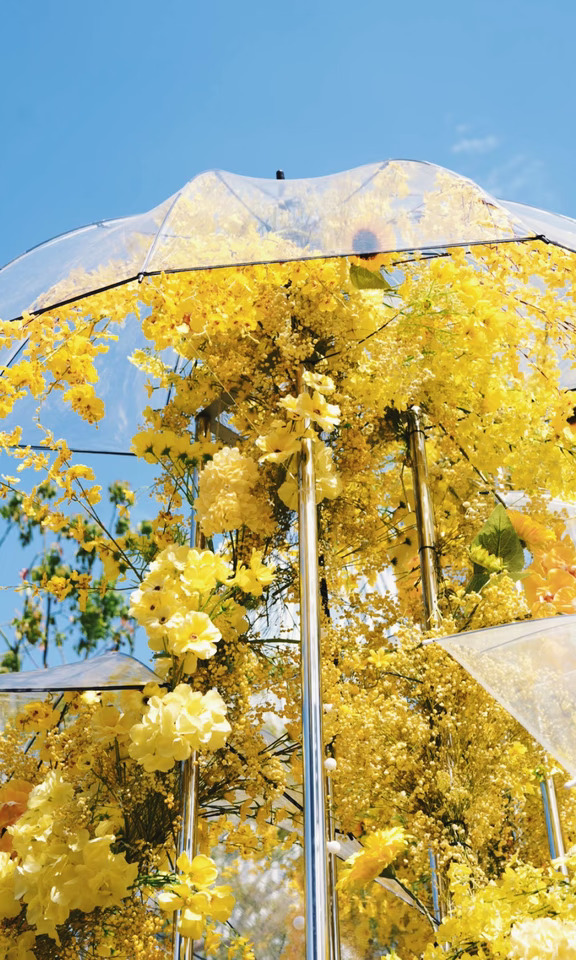 春天，风铃花开时💛 前滩花卉节个人最爱作品