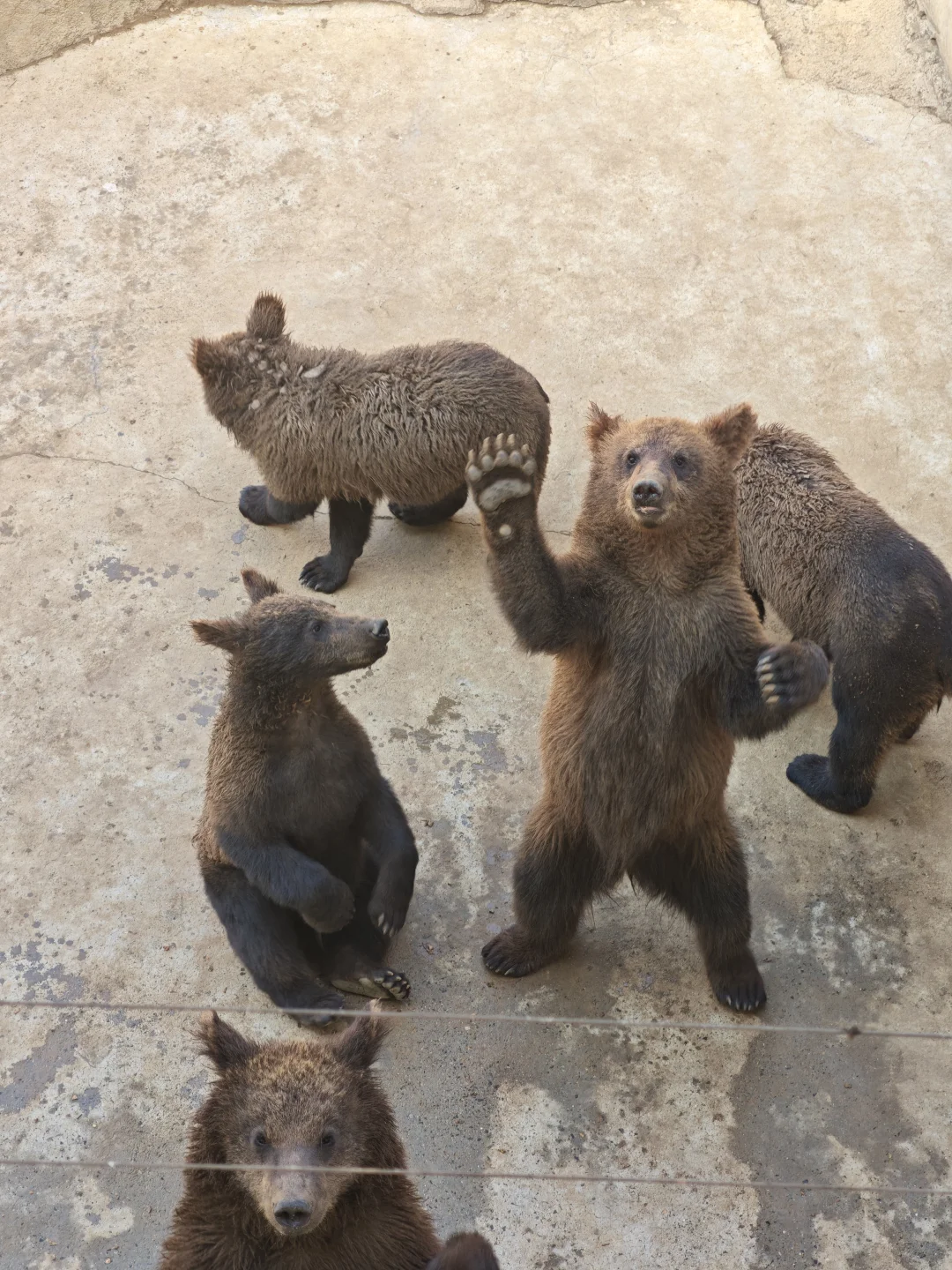 🐻南京金牛湖的动物太会整活啦！全程高能