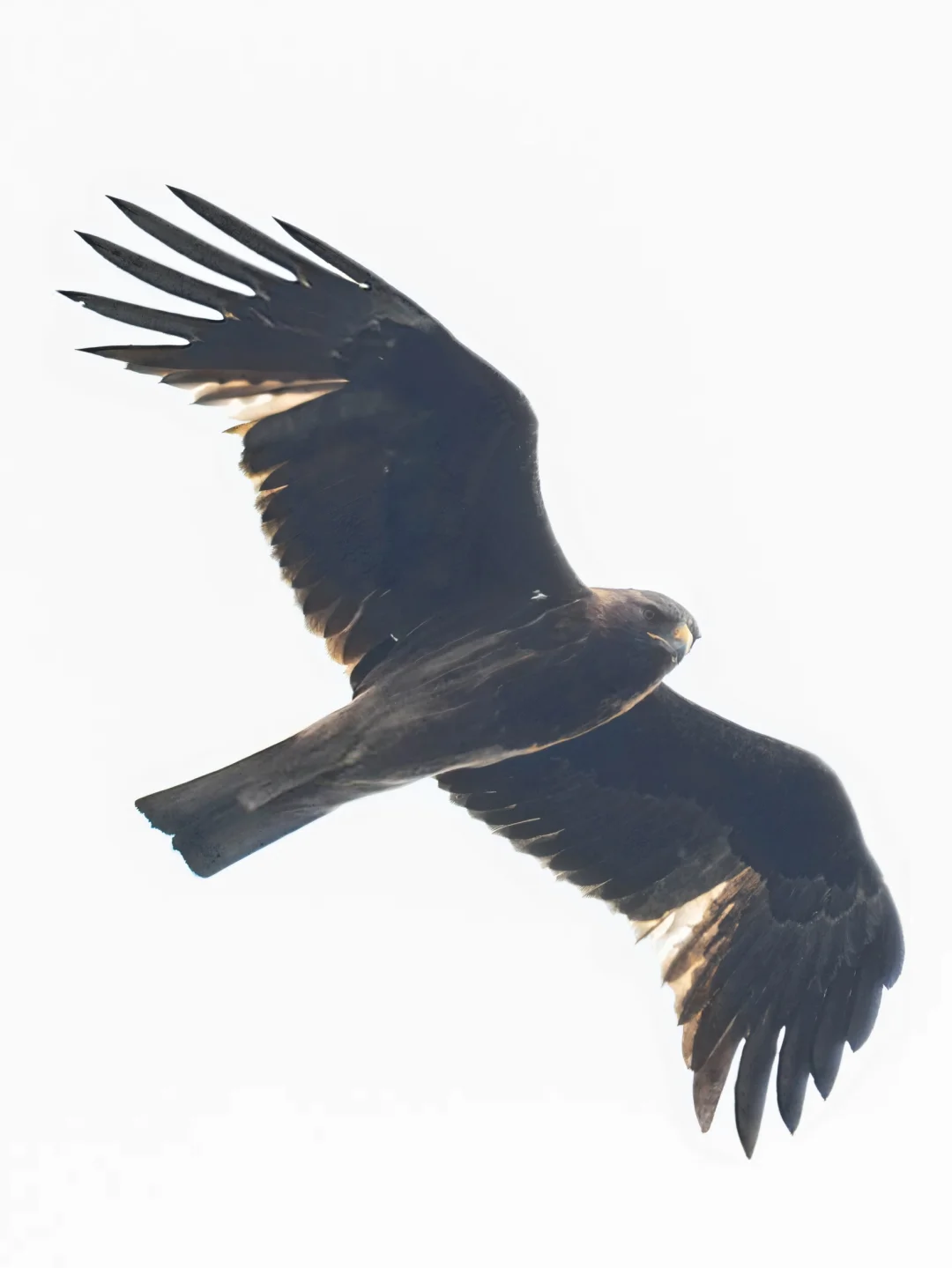 一只迁徙的靴隼雕路上偷偷瞄了我一眼