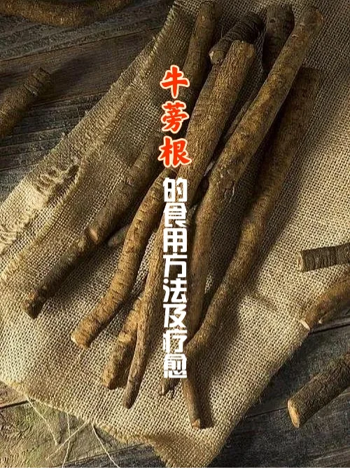 宇宙疗愈食物之：牛蒡根的食用方法