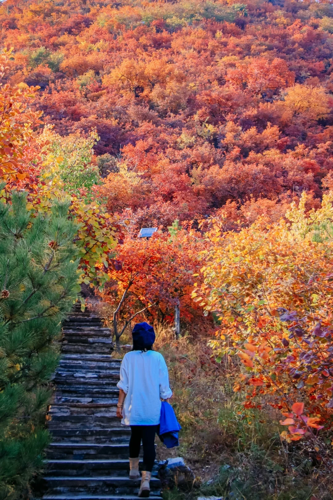 在北京生活，总要看一次漫山红遍吧