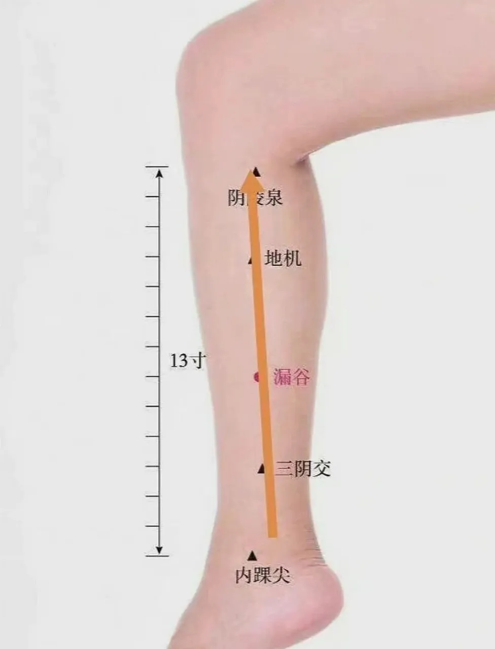 健脾养胃后该做什么