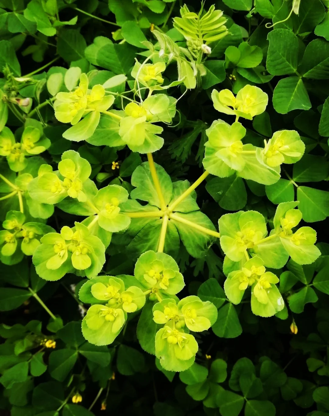 泽漆（植物中的几何美学）