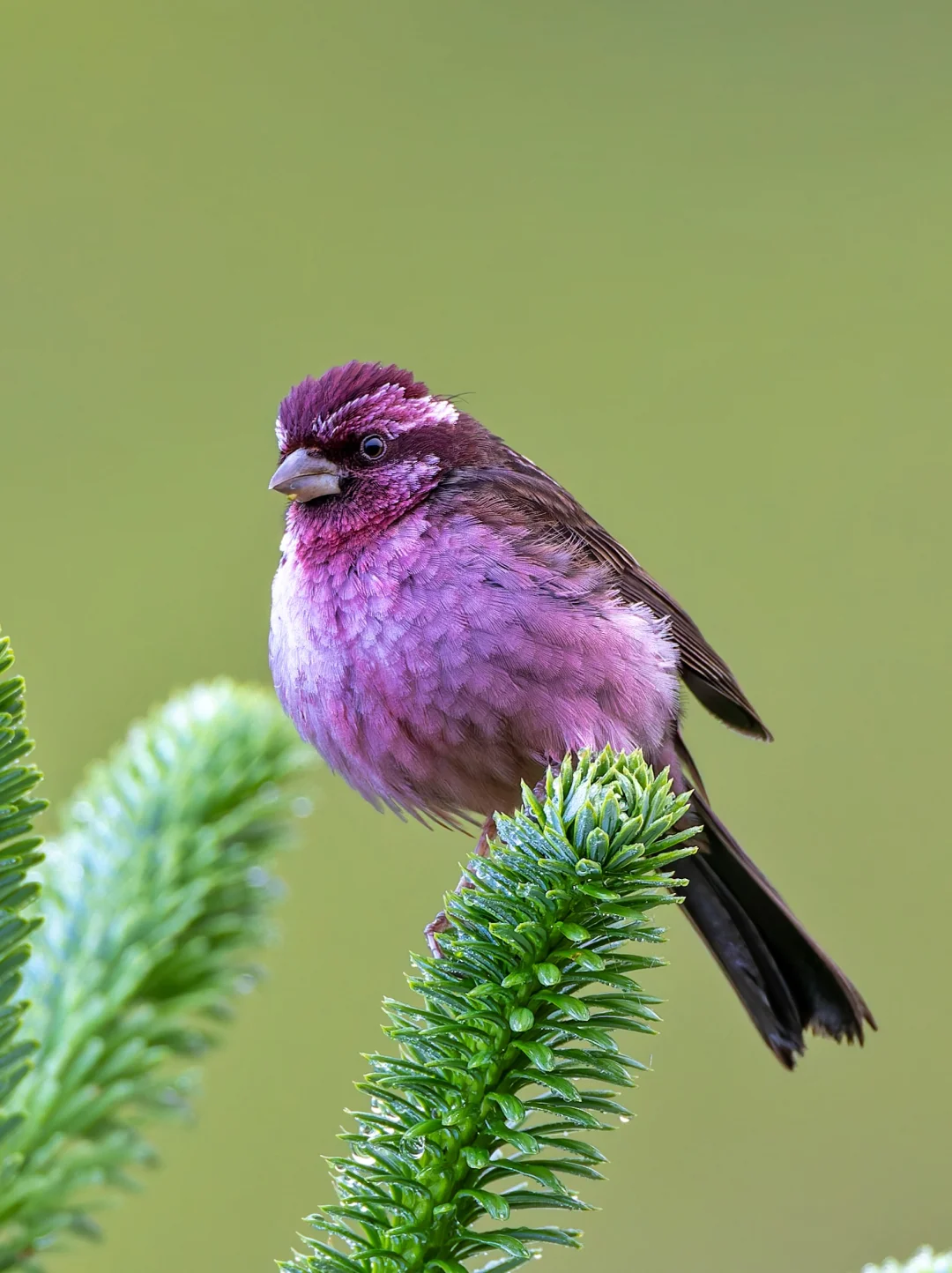 胖嘟嘟嘟嘟的酒红色小鸟：淡腹点翅朱雀