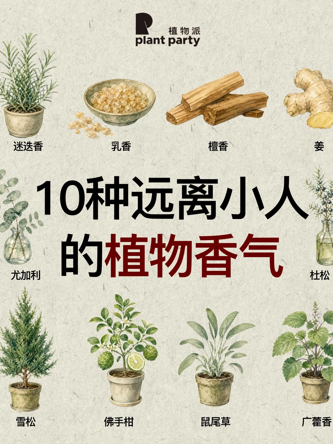 10种远离小人植物香气净化磁场🔮吸引正能