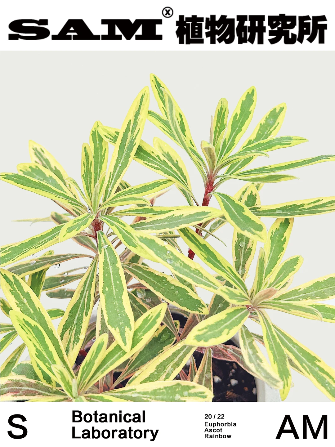 彩虹大戟丨Euphorbia Pekinensis Rupr.