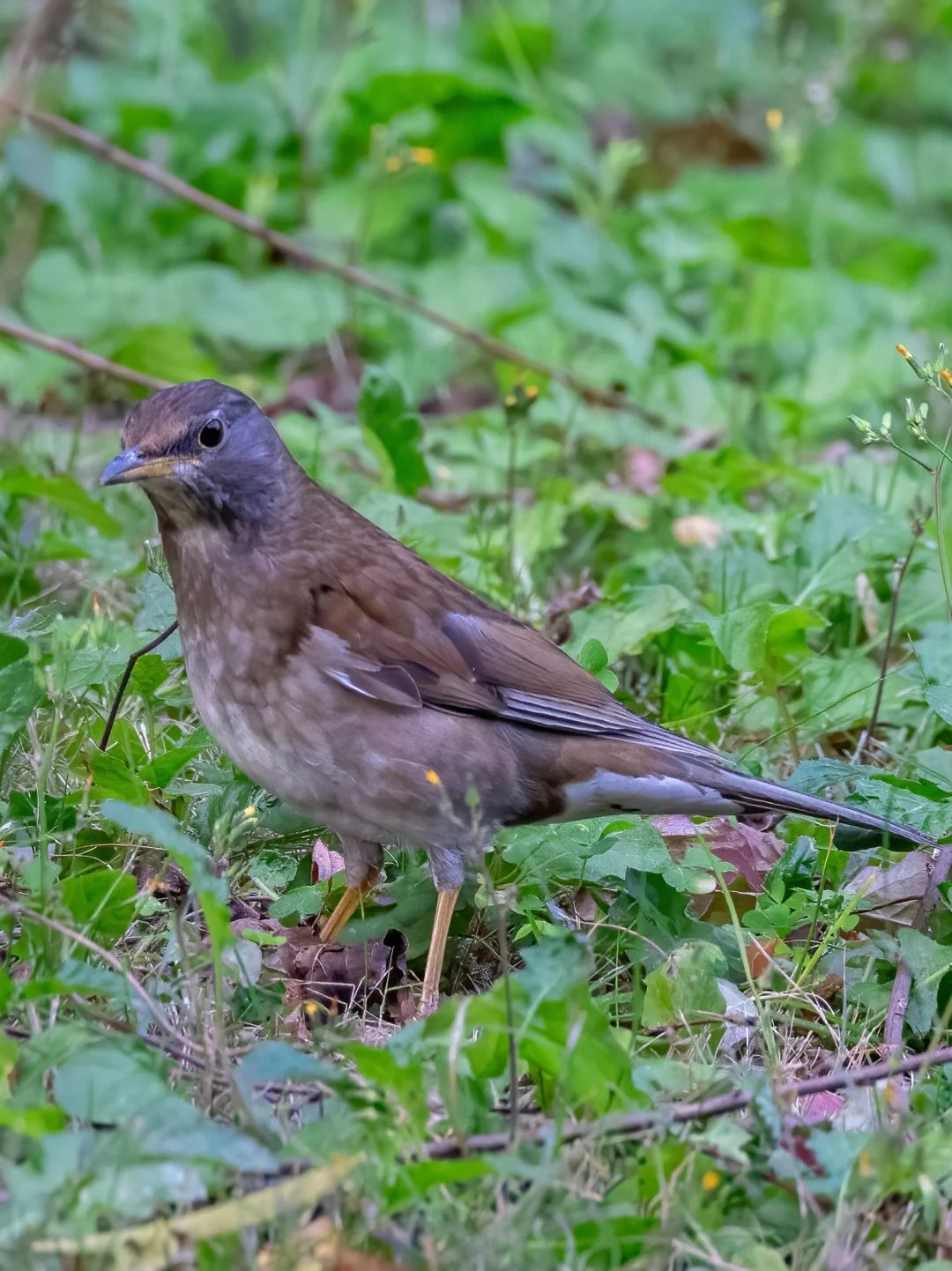 鸫鸫的朴素版皮肤套装：白腹鸫