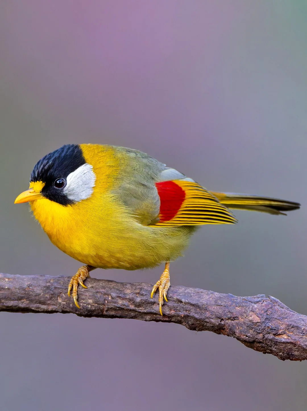 彩色小胖鸟大家都见过了吧