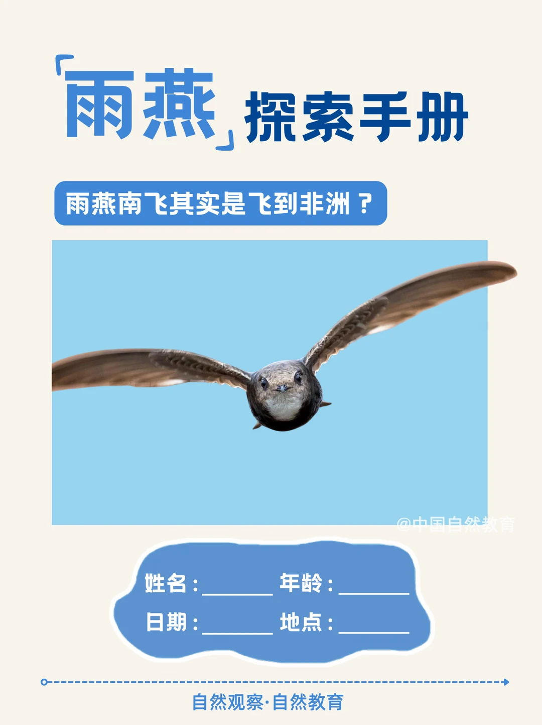 燕子南飞 是真的飞到了非洲！