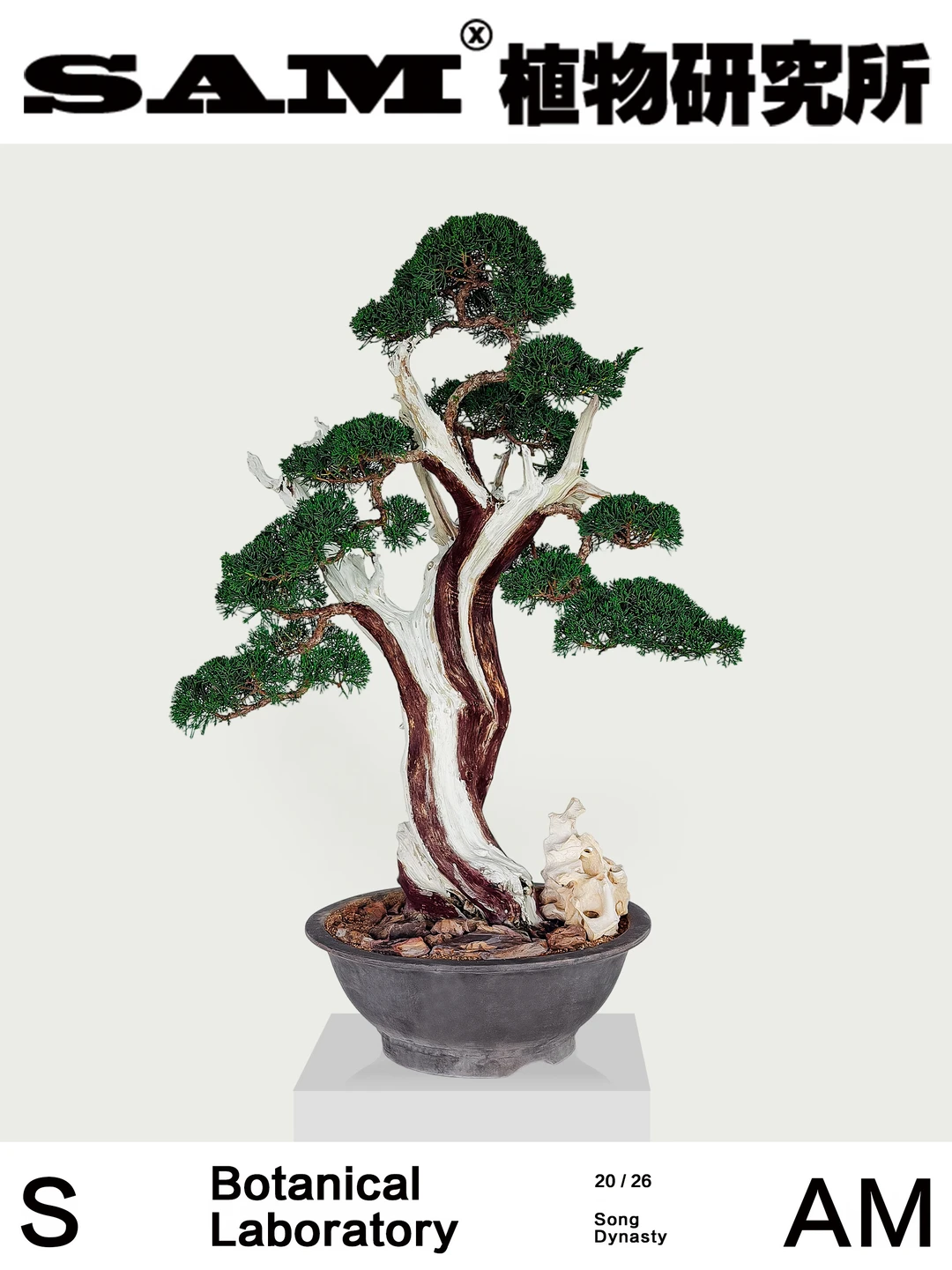 济州真柏｜Juniperus Chinensis