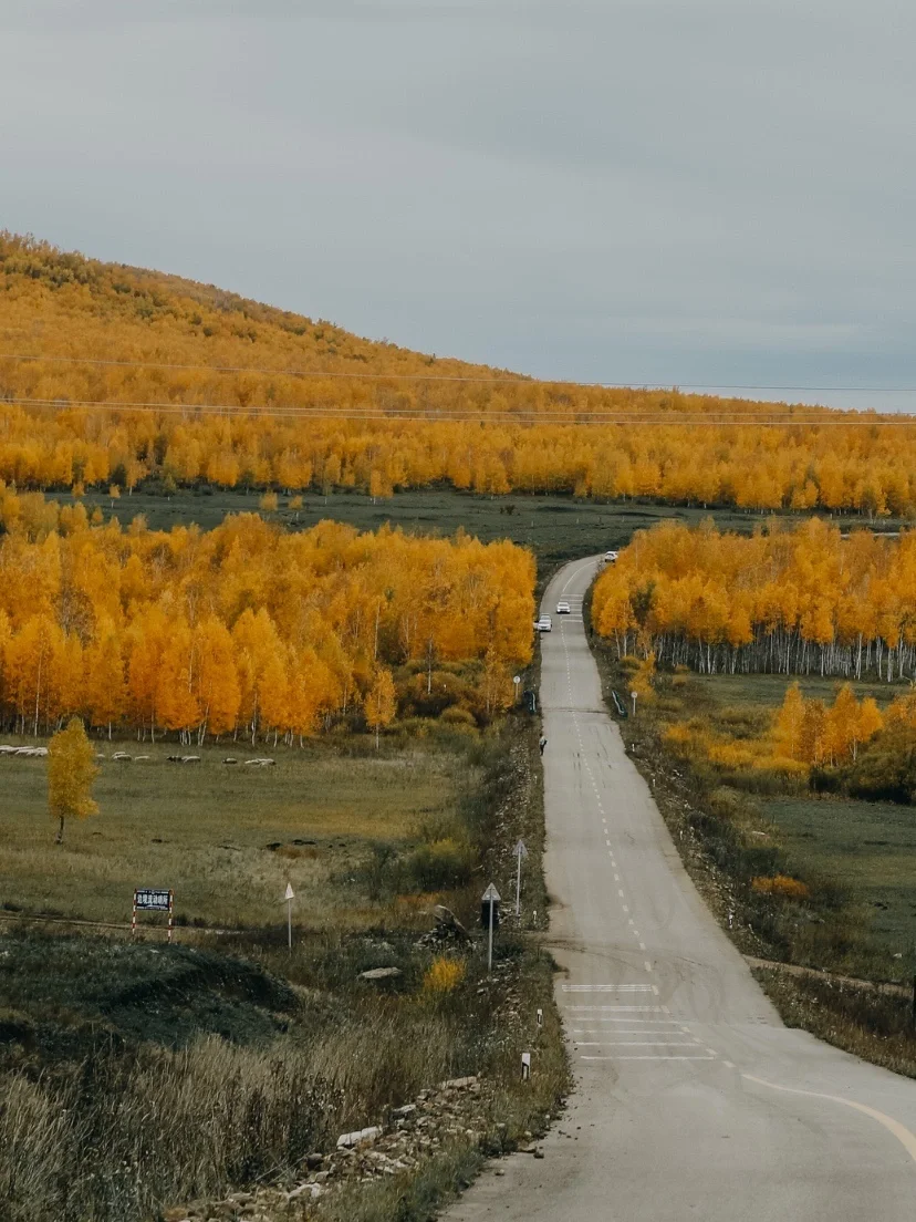 一到金秋，呼伦贝尔就成了童话般的世界！
