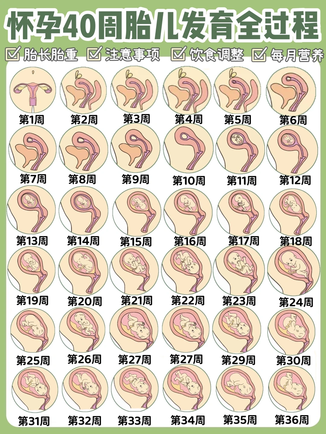 怀孕40周胎儿发育过程|注意事项、孕期营养❗️