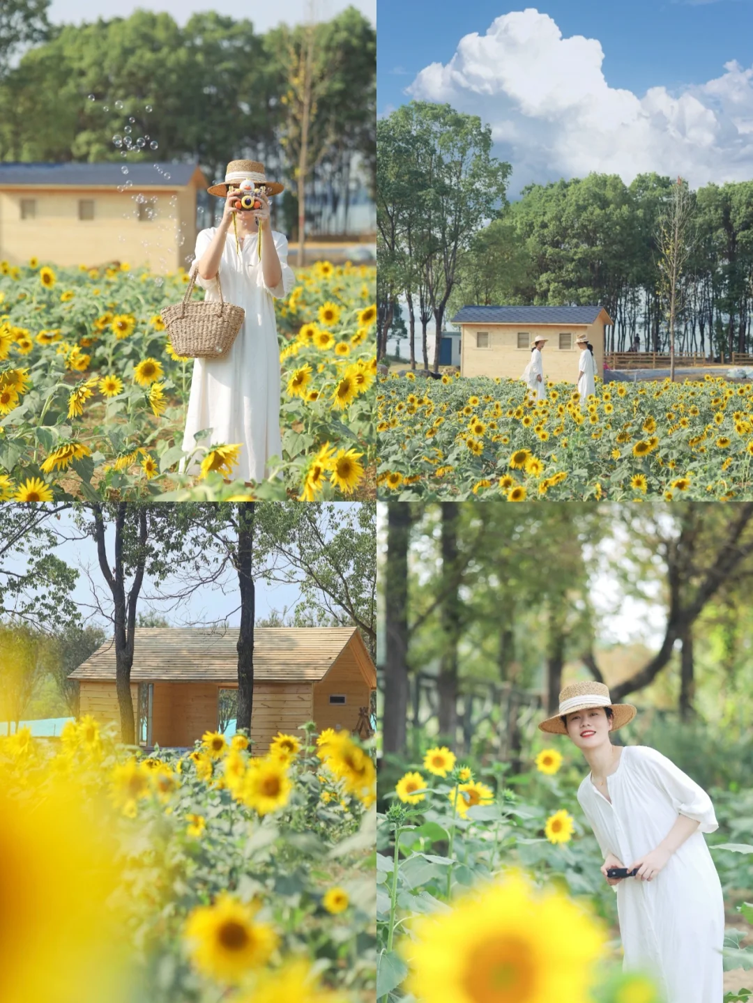 武汉太渔桥向日葵避雷❗️大型照骗现场打假