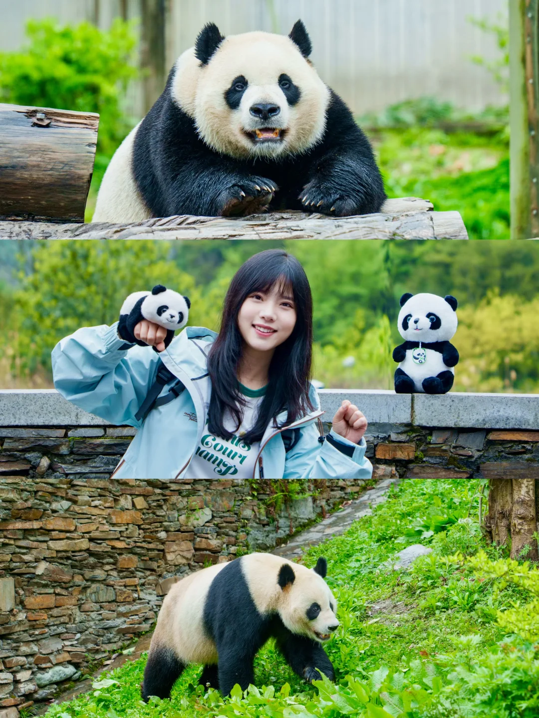 看到福宝啦！成都周边熊猫天堂🐼人少景美！