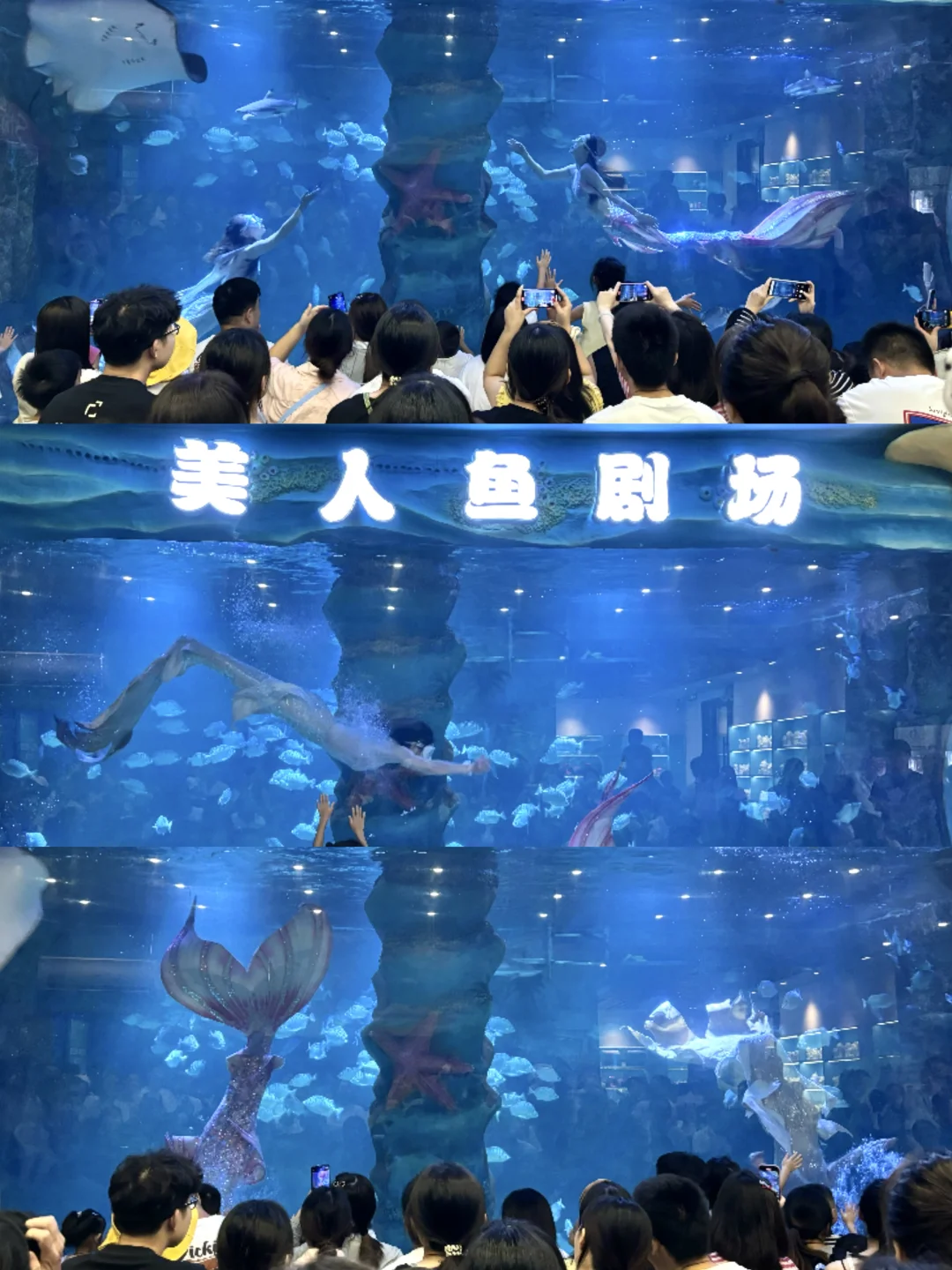 在杭州遛娃，花💰40看美人鱼+海狮表演！