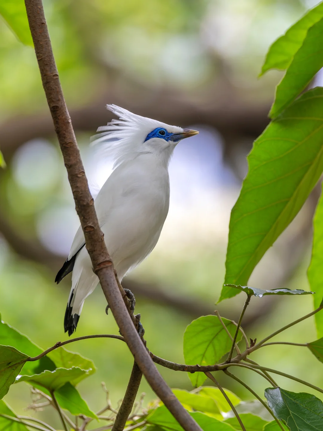 野外种群数量不足50只的巴厘岛特有种