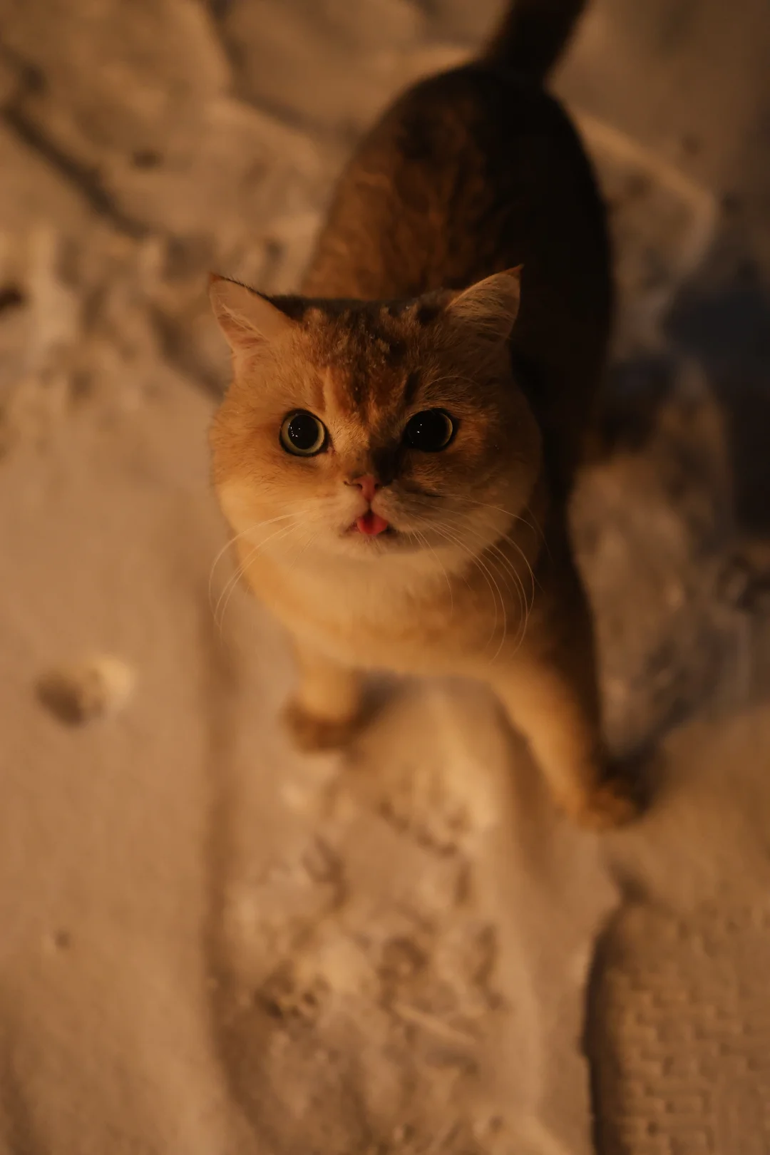 你们有拍到雪地里的小画家吗？