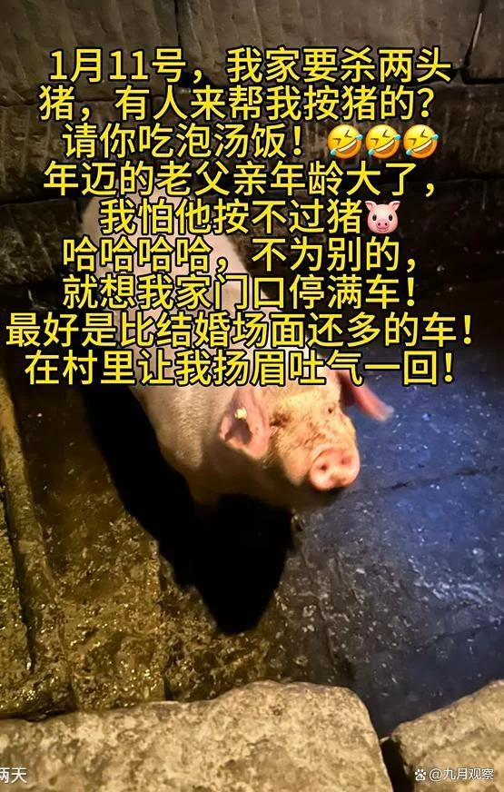 一句“按年猪”，炸出3000人奔赴：我们到底