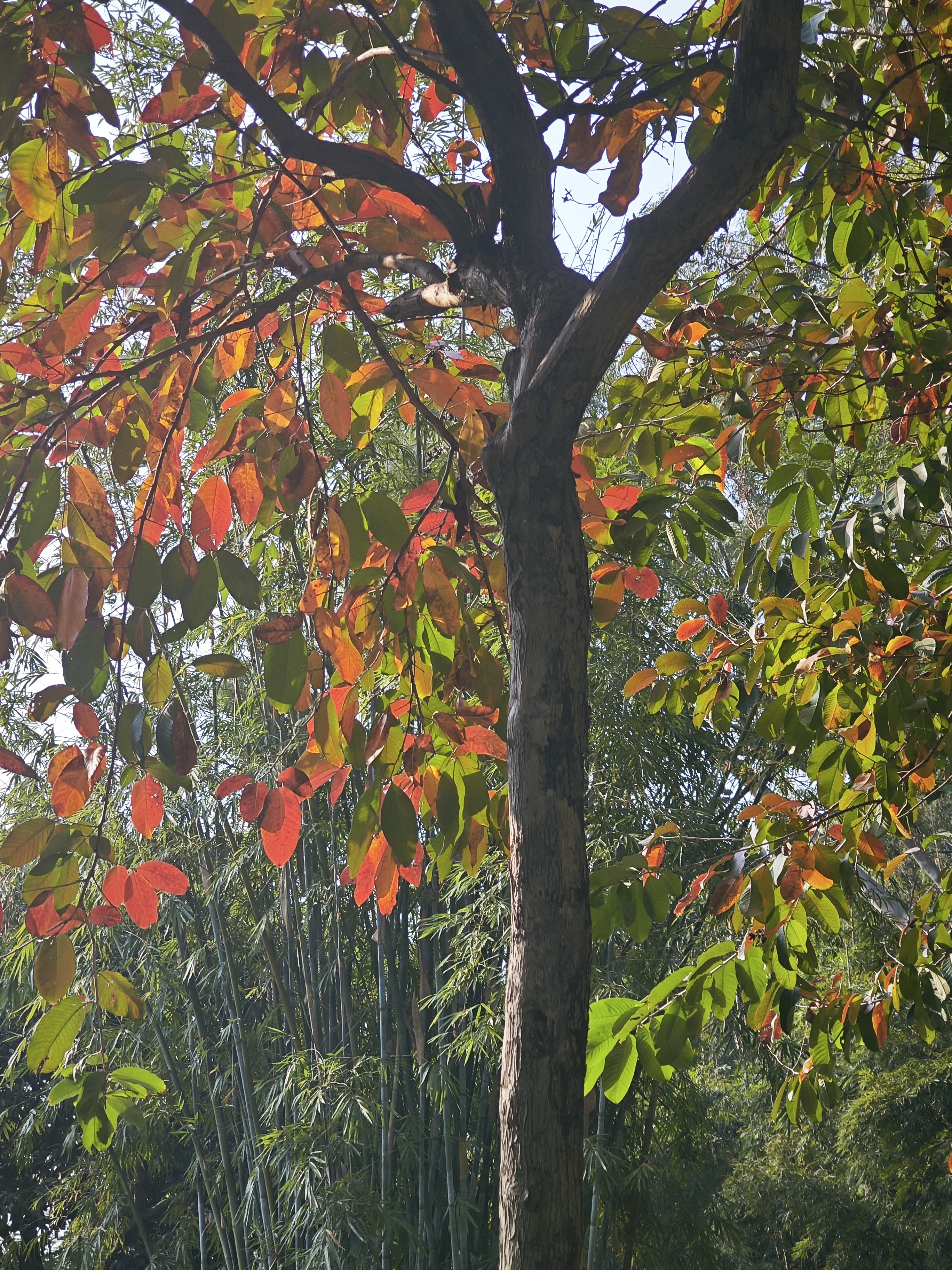 在天河公园拍到的红叶。