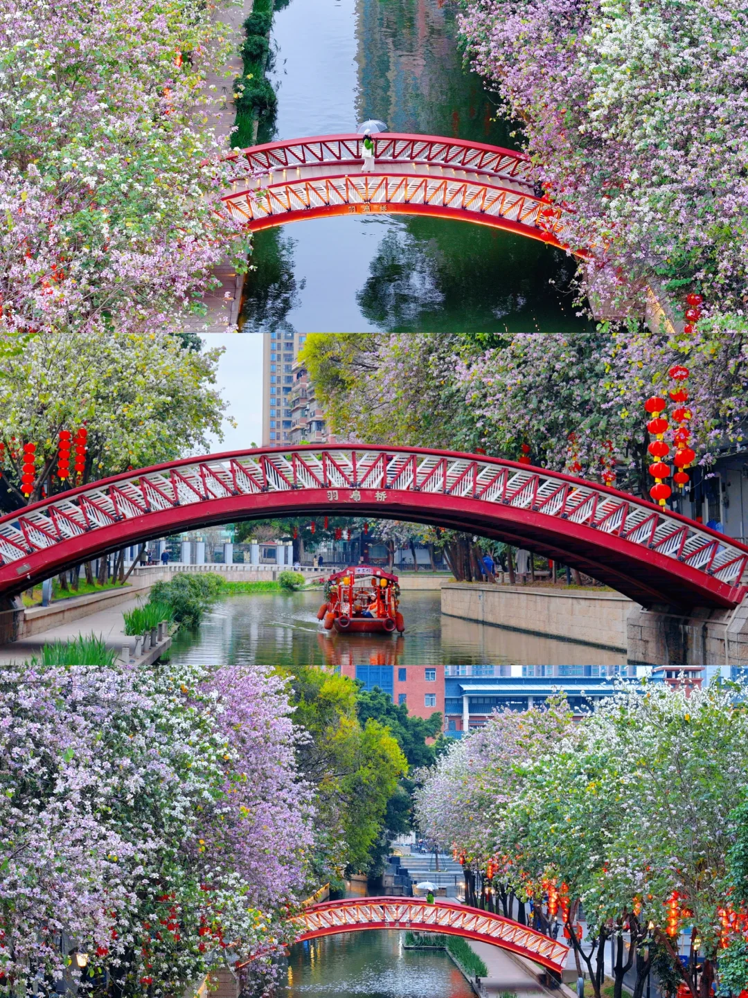 永庆坊不只月亮桥🌸紫荆花复古红桥好浪漫