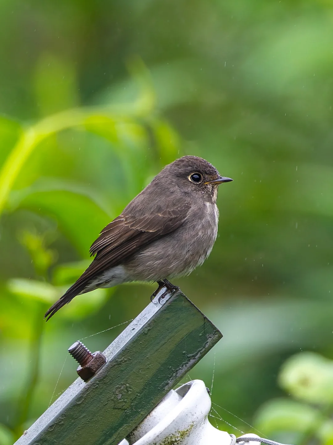 偶遇乌鹟，黑色毛团萌化我心
