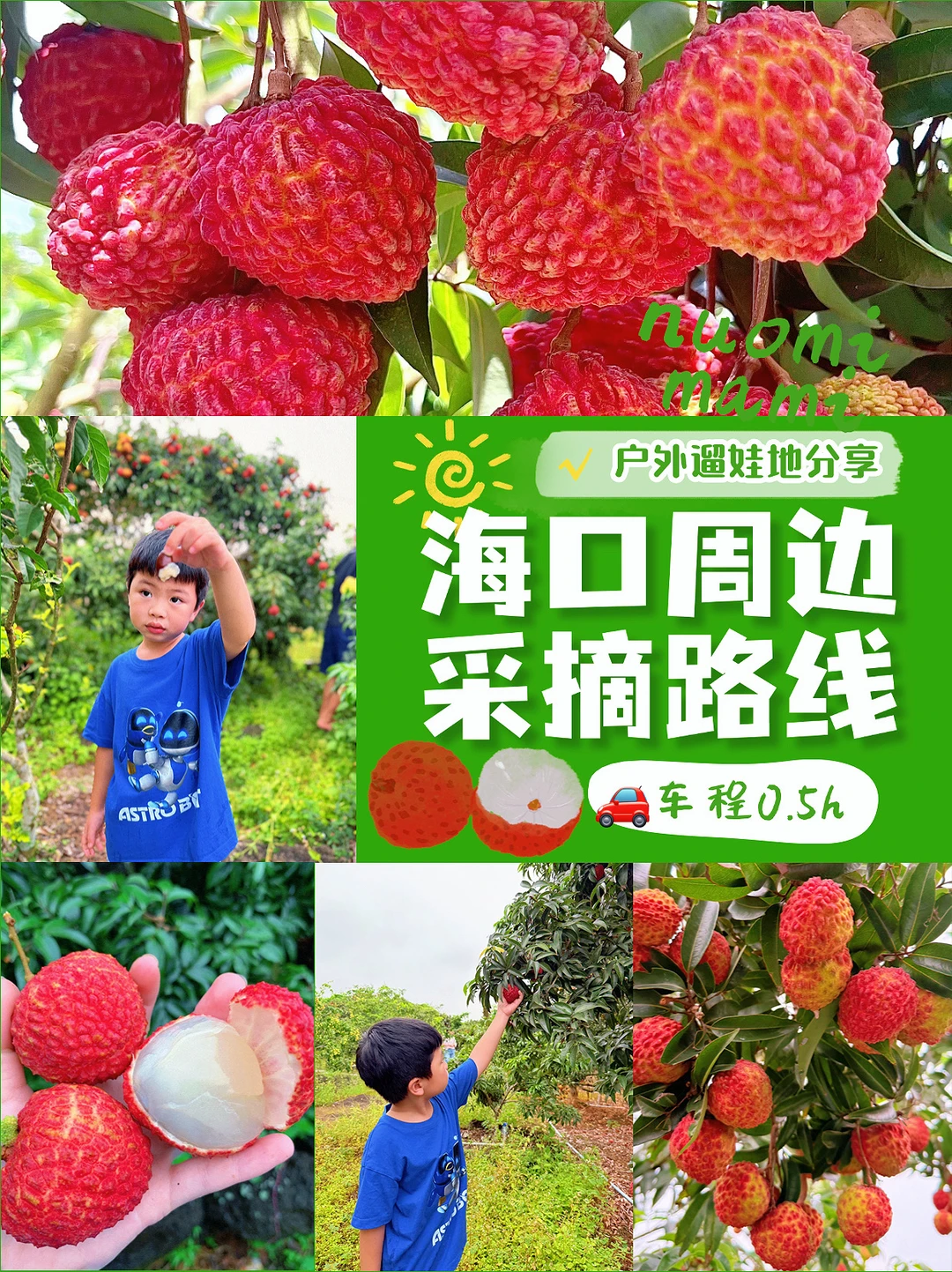 6月限定‼️带娃直飞海南摘比鸡蛋大的荔枝王