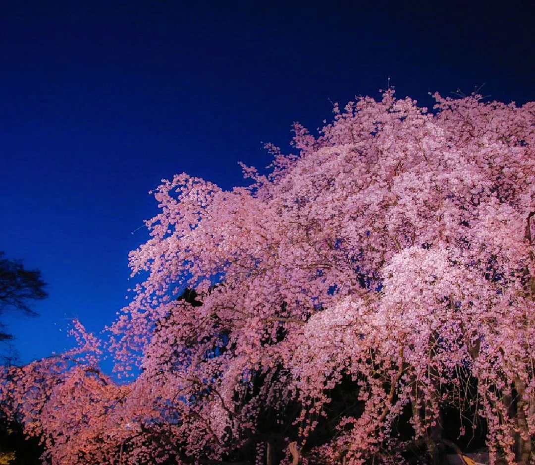 日本东京丨夜樱之下，灯火阑珊
