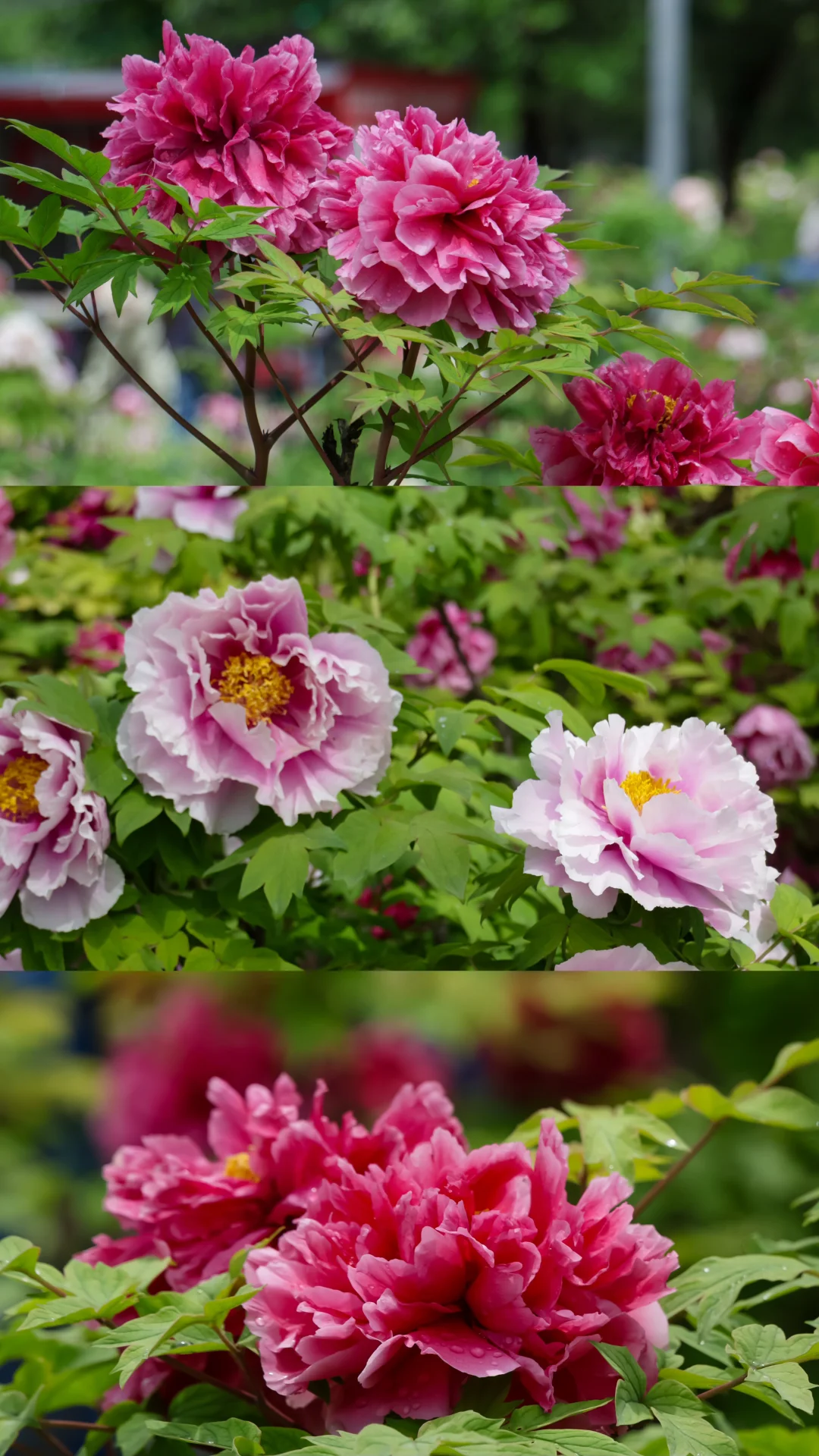 2026.4.22洛阳牡丹花花开实况🌈‼️