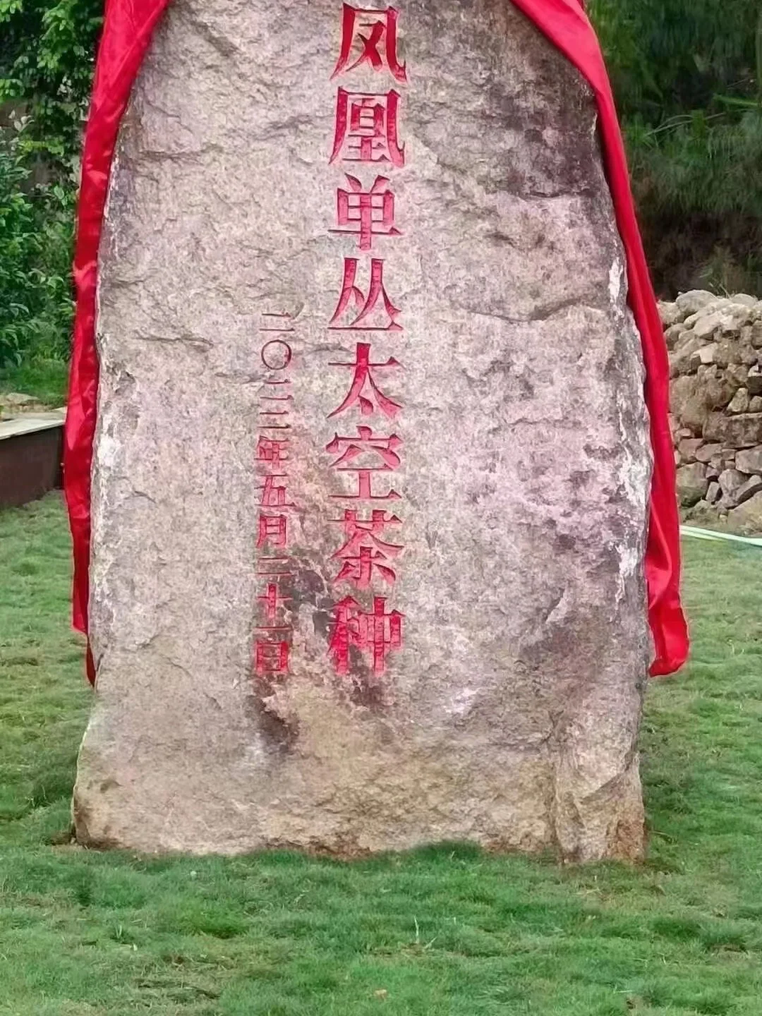 神州十三号带回来的太空凤凰单枞茶种，种植地落户凤凰古茶园大庵村